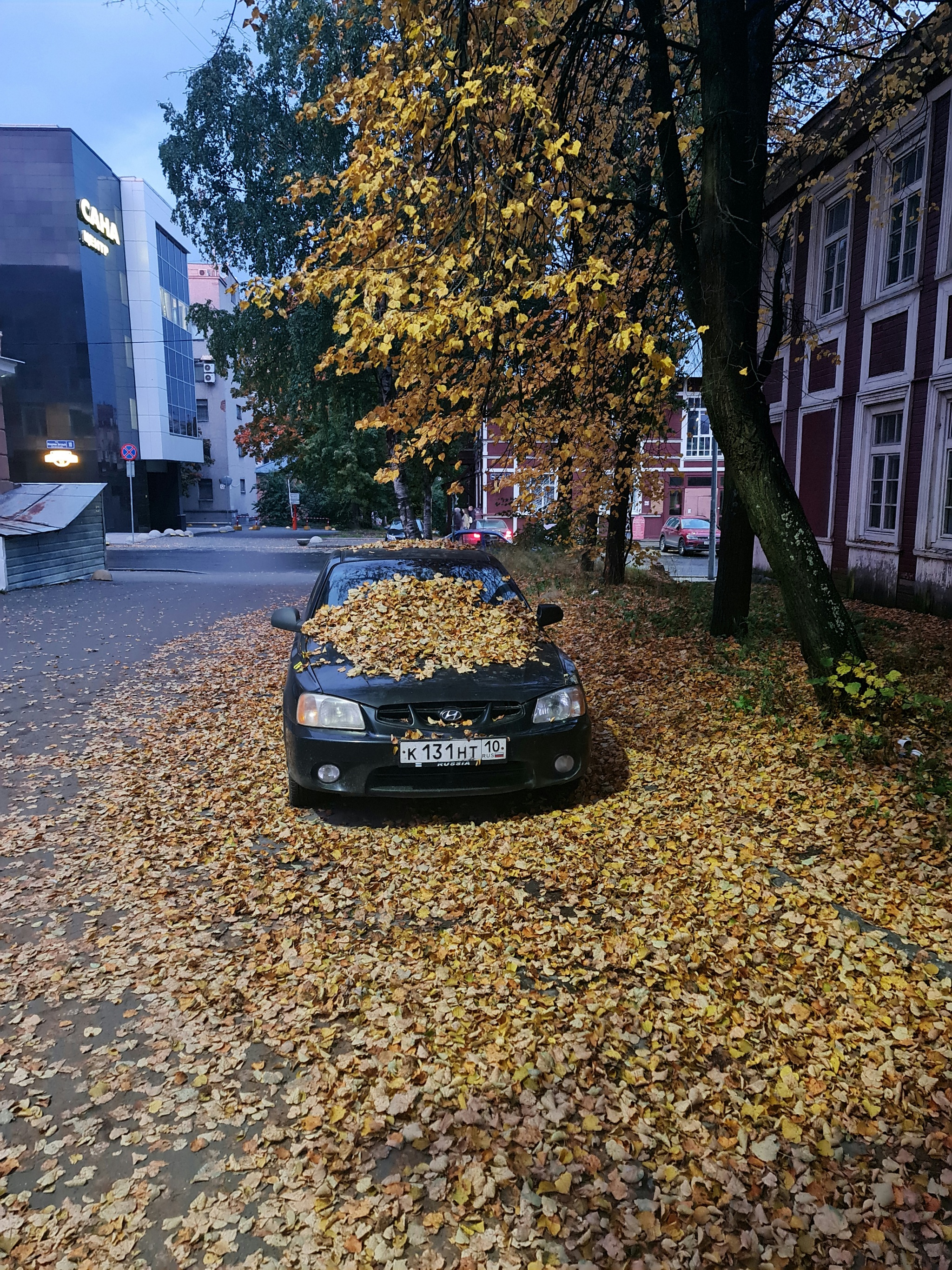 Karelia, leaf fall - My, Leaf fall, Autumn, The photo