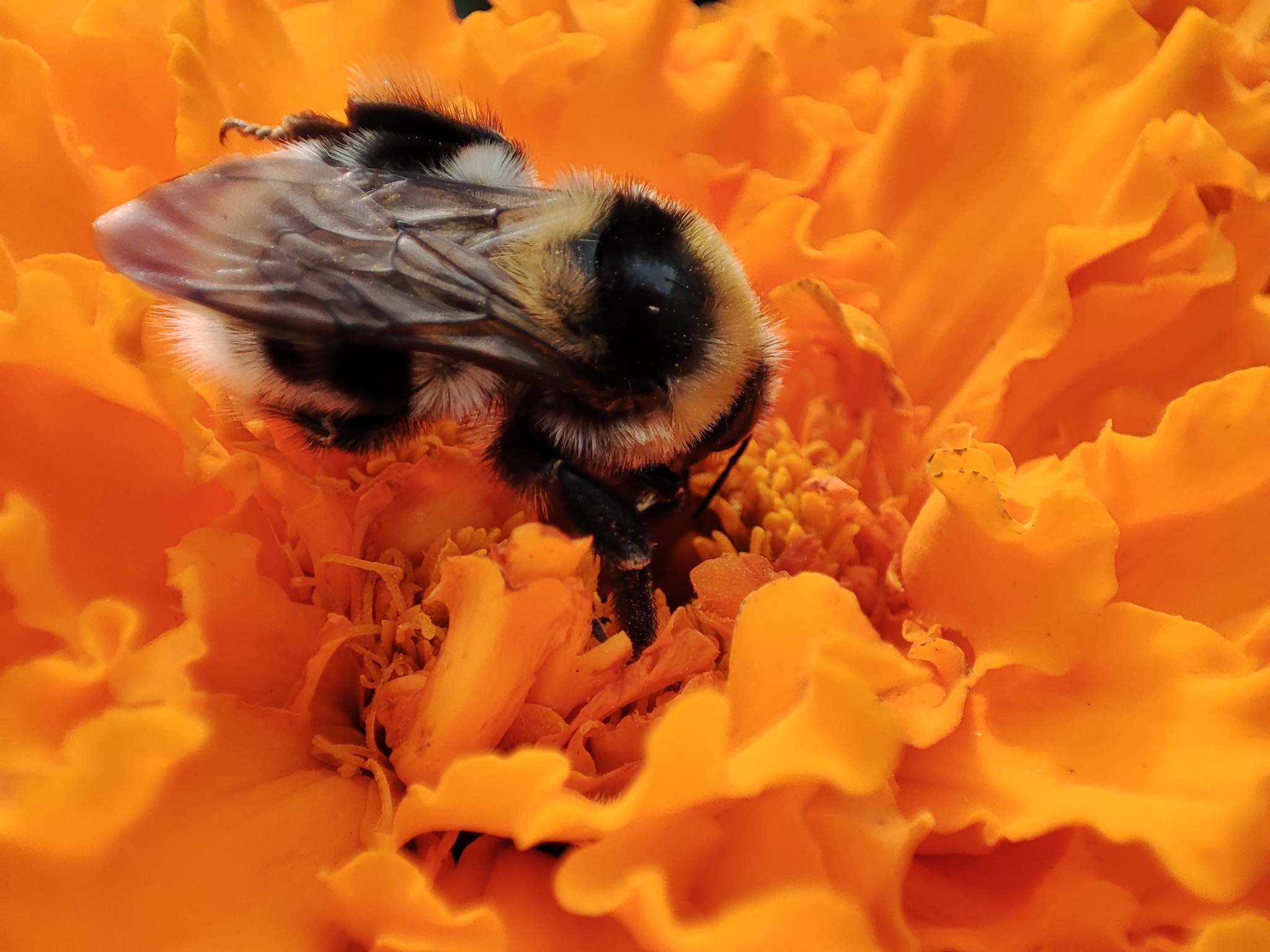 autumn bumblebee - My, Bumblebee, Photo on sneaker, Mobile photography