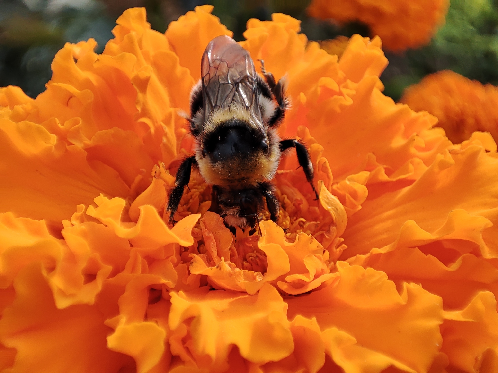 autumn bumblebee - My, Bumblebee, Photo on sneaker, Mobile photography