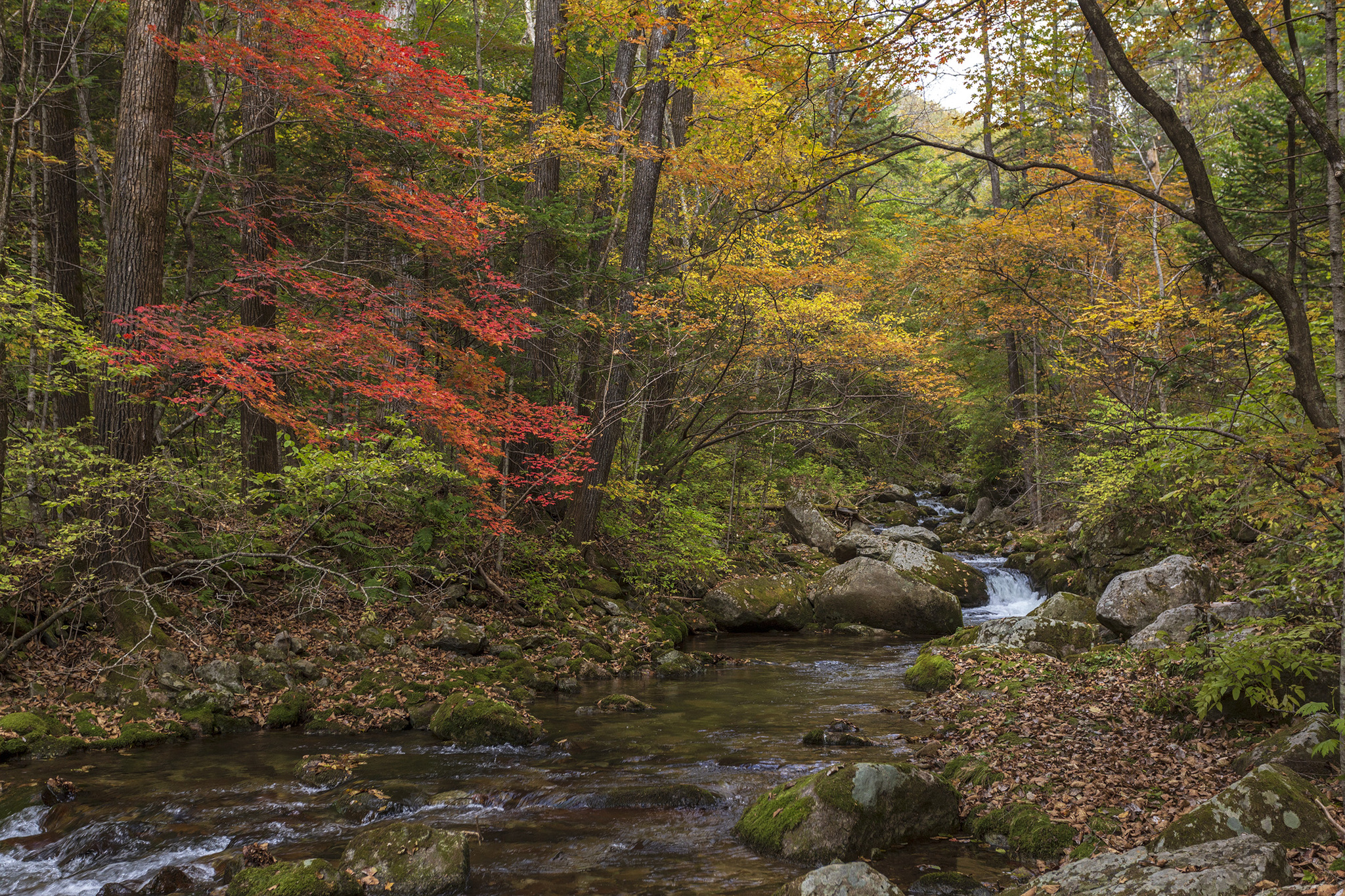 Voroshilov waterfalls. - My, Primorsky Krai, Дальний Восток, The photo, River, Waterfall, Autumn, Longpost