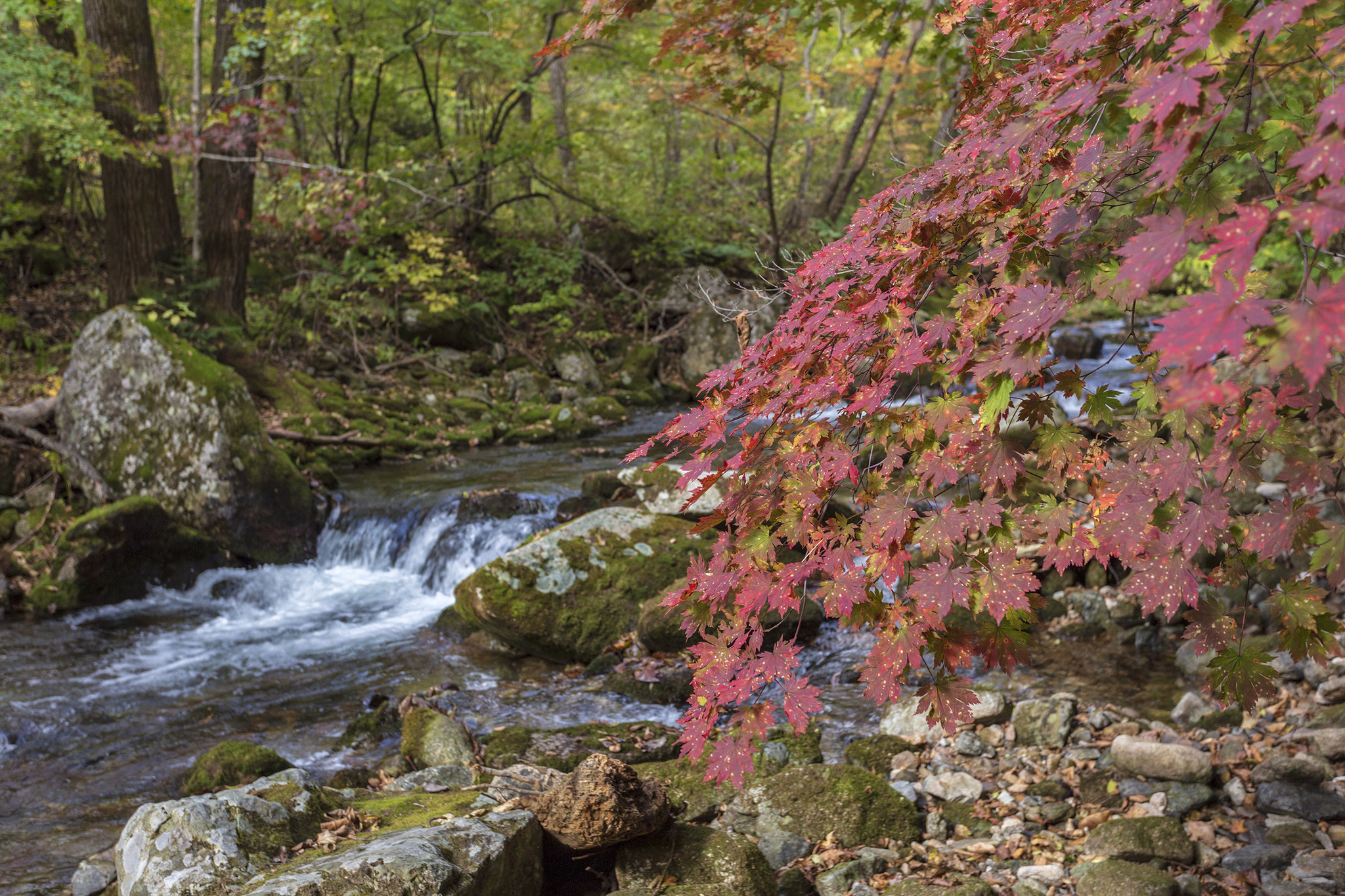 Voroshilov waterfalls. - My, Primorsky Krai, Дальний Восток, The photo, River, Waterfall, Autumn, Longpost