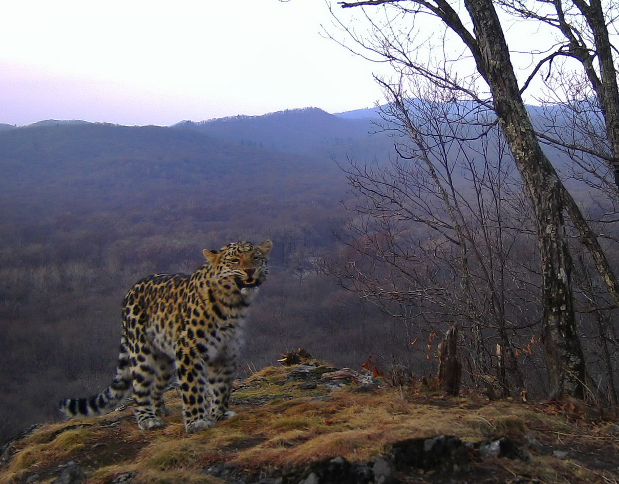 The most optimistic leopard in Leopard Land - Far Eastern leopard, beauty, National park, Leopard, Big cats, The photo, Phototrap, Cat family, Predatory animals, wildlife, Wild animals, Primorsky Krai, Дальний Восток, Longpost