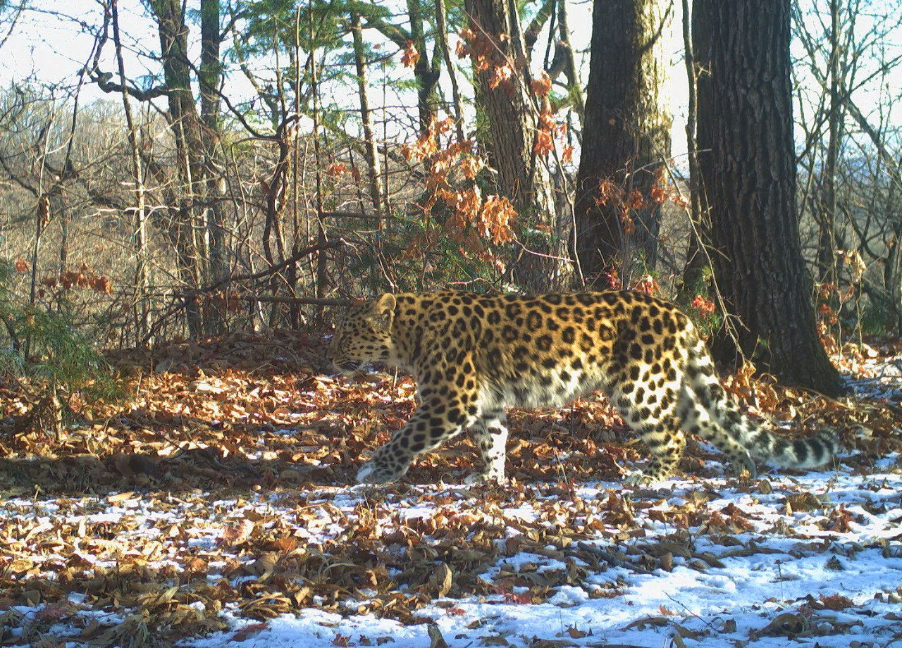 The most optimistic leopard in Leopard Land - Far Eastern leopard, beauty, National park, Leopard, Big cats, The photo, Phototrap, Cat family, Predatory animals, wildlife, Wild animals, Primorsky Krai, Дальний Восток, Longpost