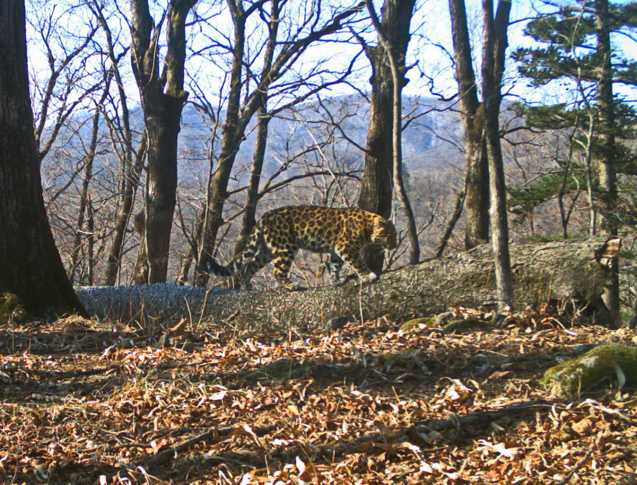 The most optimistic leopard in Leopard Land - Far Eastern leopard, beauty, National park, Leopard, Big cats, The photo, Phototrap, Cat family, Predatory animals, wildlife, Wild animals, Primorsky Krai, Дальний Восток, Longpost