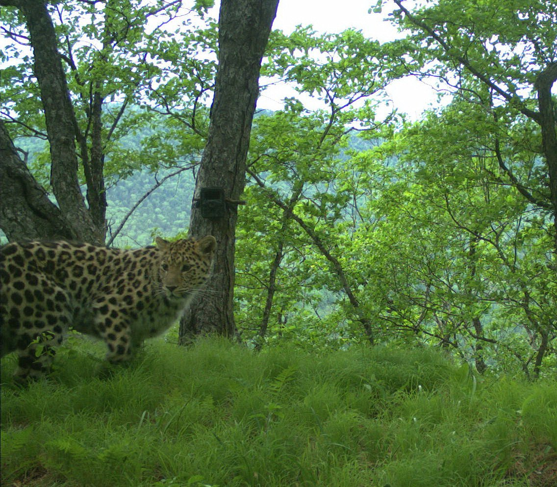 The most optimistic leopard in Leopard Land - Far Eastern leopard, beauty, National park, Leopard, Big cats, The photo, Phototrap, Cat family, Predatory animals, wildlife, Wild animals, Primorsky Krai, Дальний Восток, Longpost