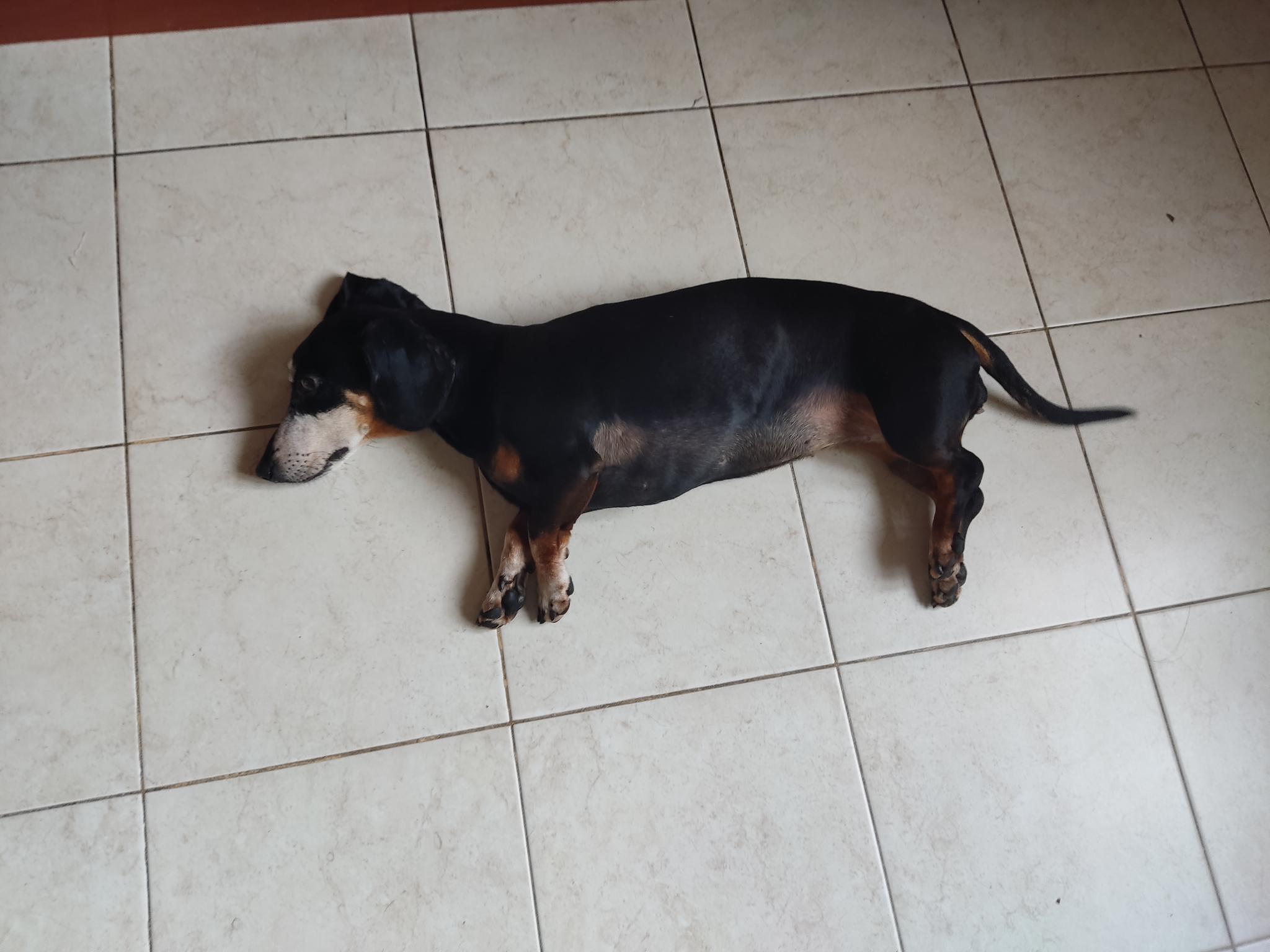 000.1 second after the refrigerator opening sound - My, Dachshund, Dog