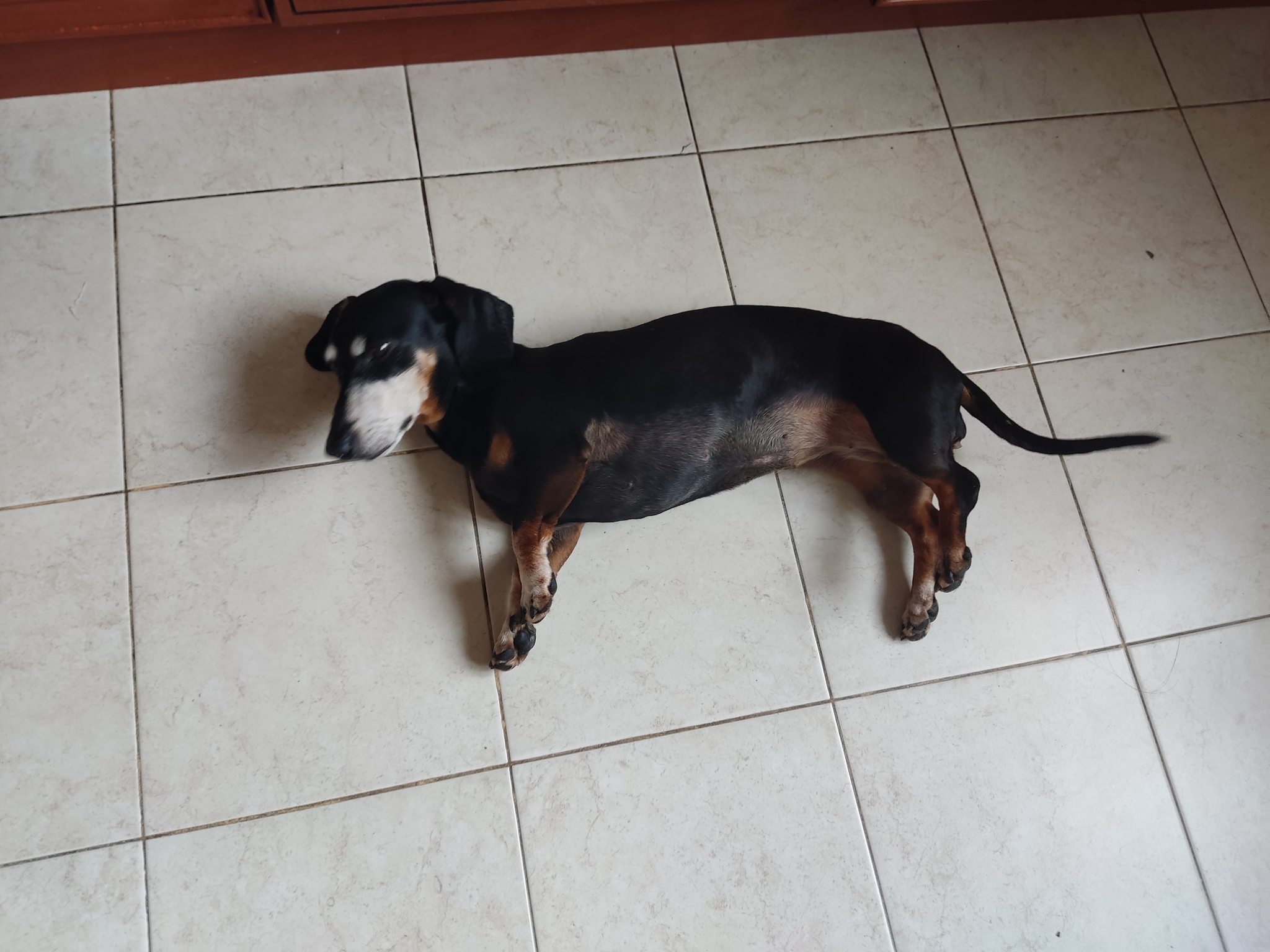 000.1 second after the refrigerator opening sound - My, Dachshund, Dog