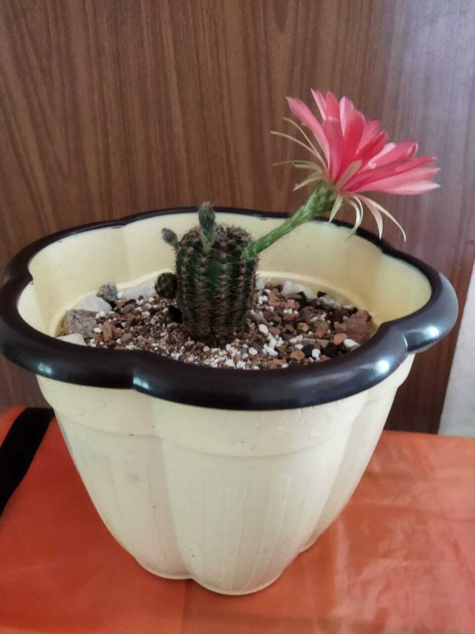 Just one day and how much happiness - Cactus, Flowers, Longpost