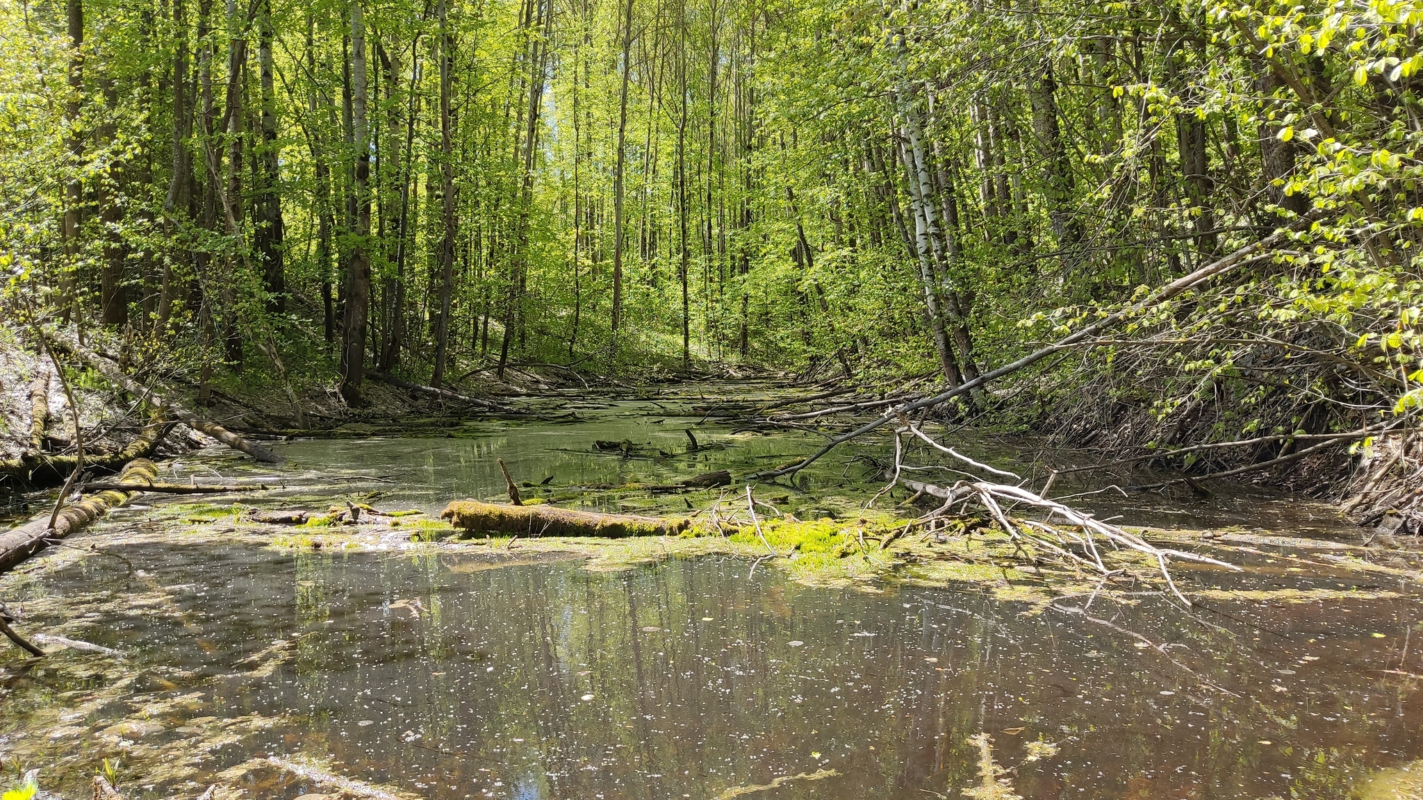 Ninth ravines - My, Forest, Summer, Walk, Photo on sneaker, Ravine