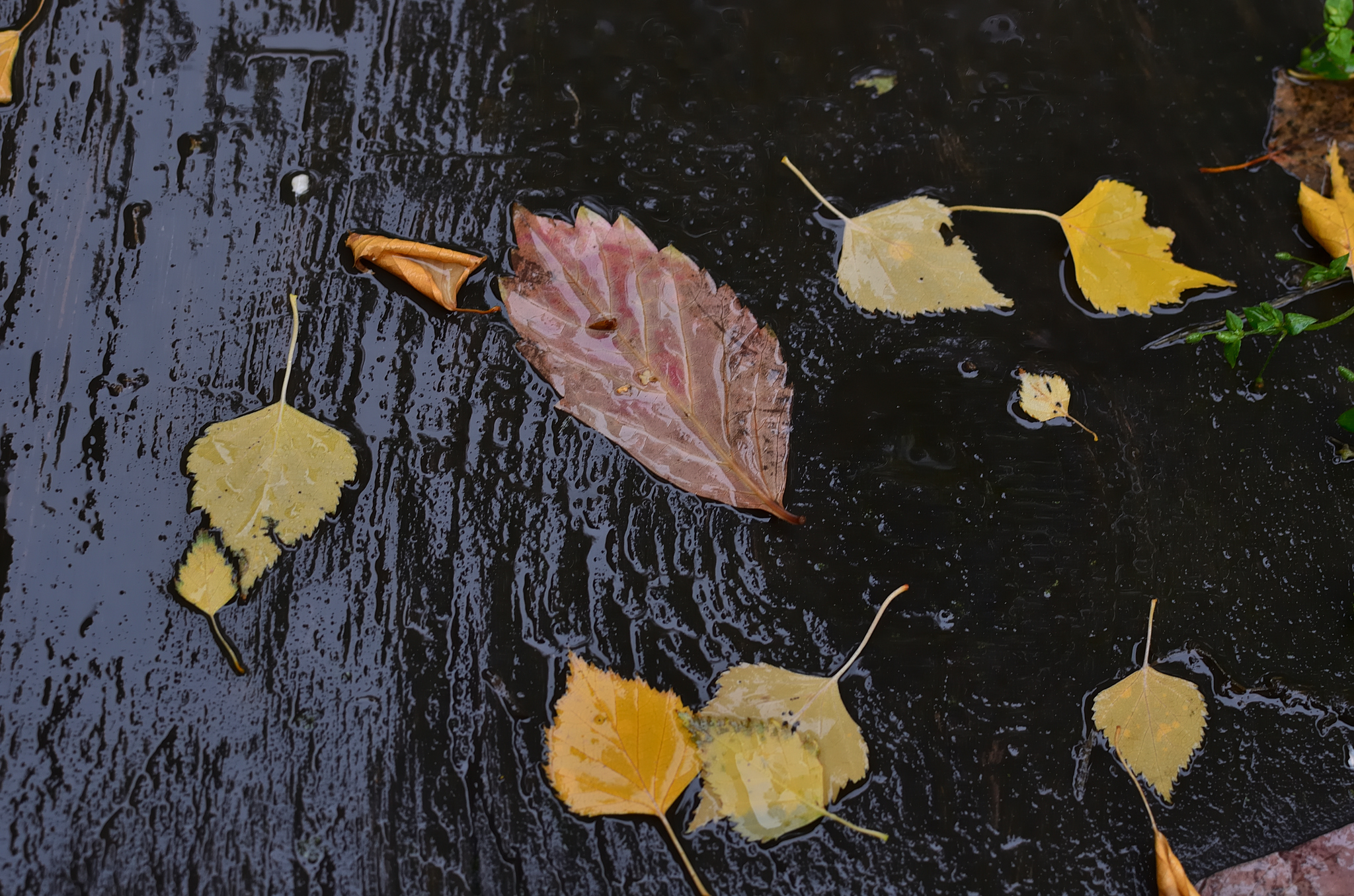 Впр осенние дождики вовсе не похожи. Косой осенний дождь. Дождь на листьях. Листья под дождем. Листья под дождем Сток.