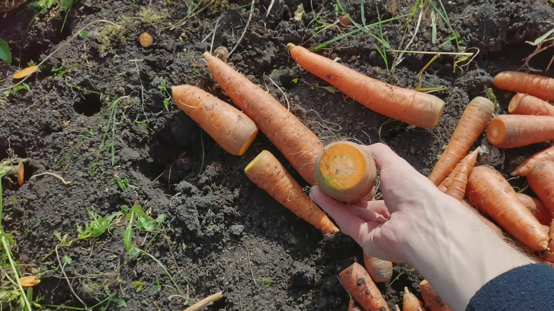 Harvesting carrots, beets and winter radishes - My, Carrot, Beet, Radish, Garden, Harvest, Video, Longpost