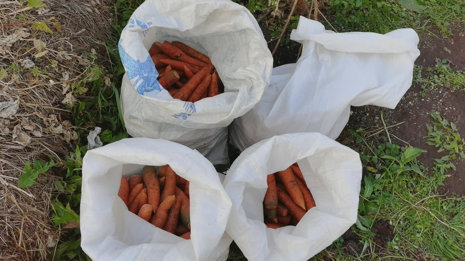 Harvesting carrots, beets and winter radishes - My, Carrot, Beet, Radish, Garden, Harvest, Video, Longpost