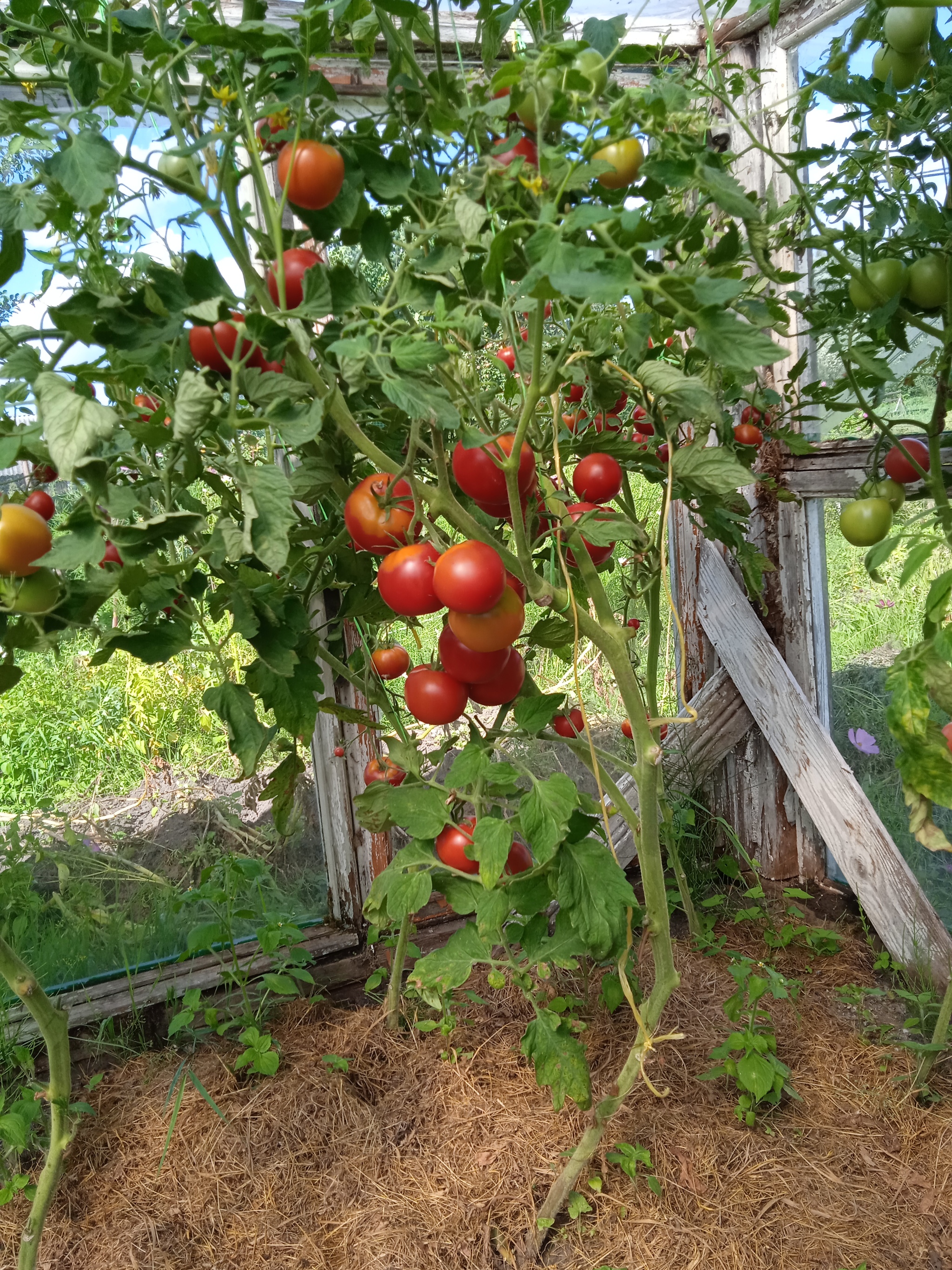 Left income - My, Village, House, Dacha, Sabbaths, Longpost