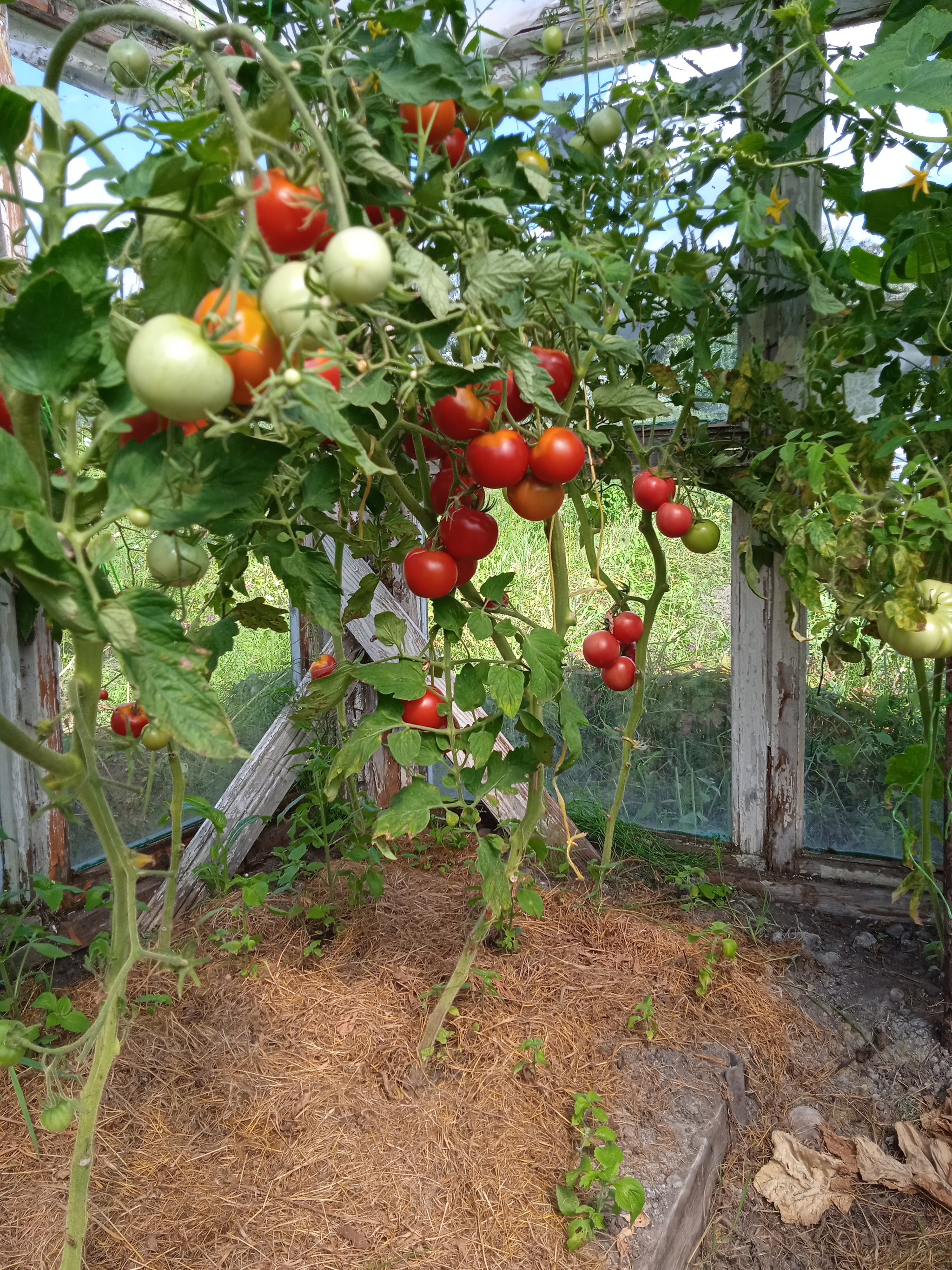 Left income - My, Village, House, Dacha, Sabbaths, Longpost