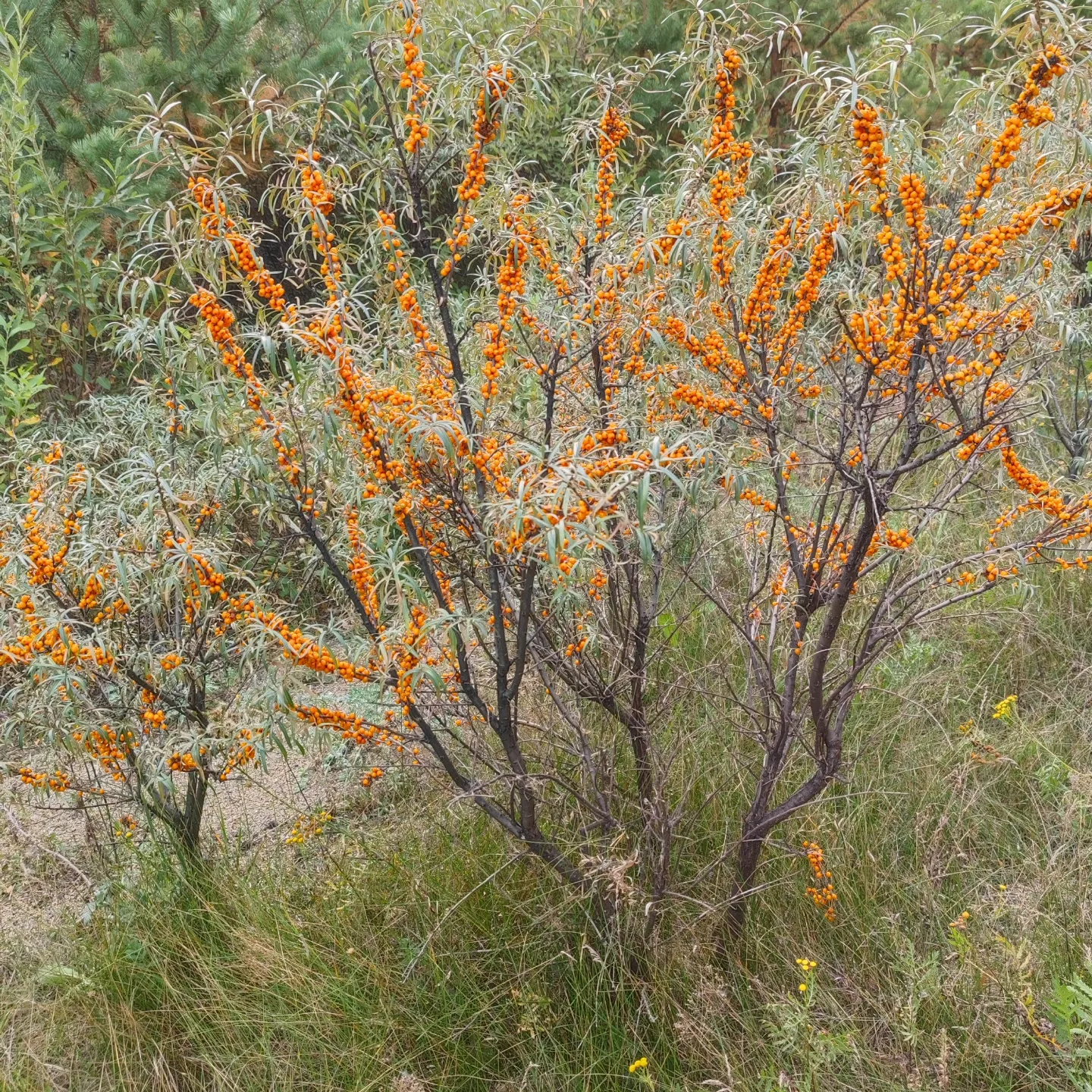 sea ??buckthorn paradise - My, Sea buckthorn, Mobile photography, Longpost