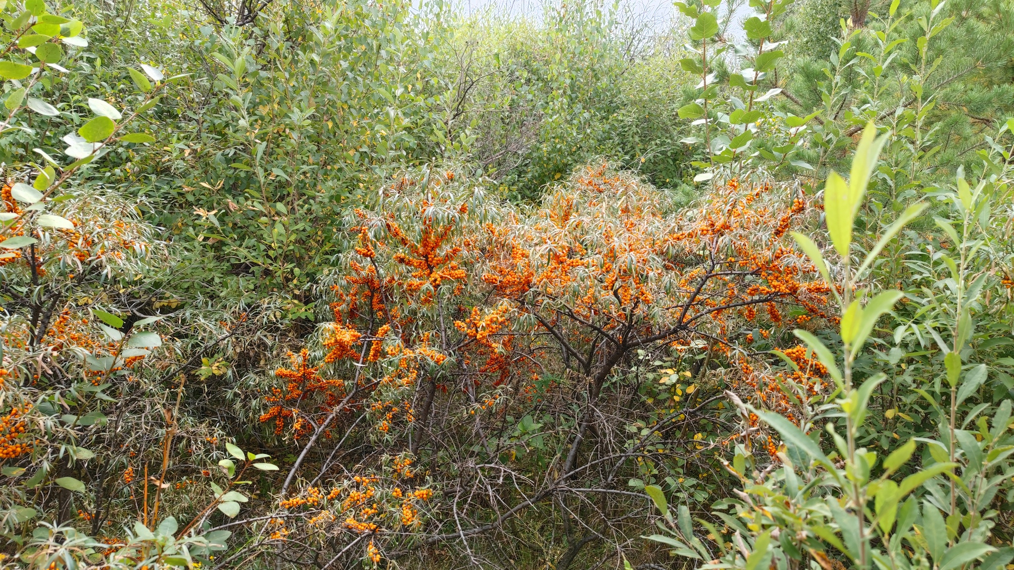 sea ??buckthorn paradise - My, Sea buckthorn, Mobile photography, Longpost