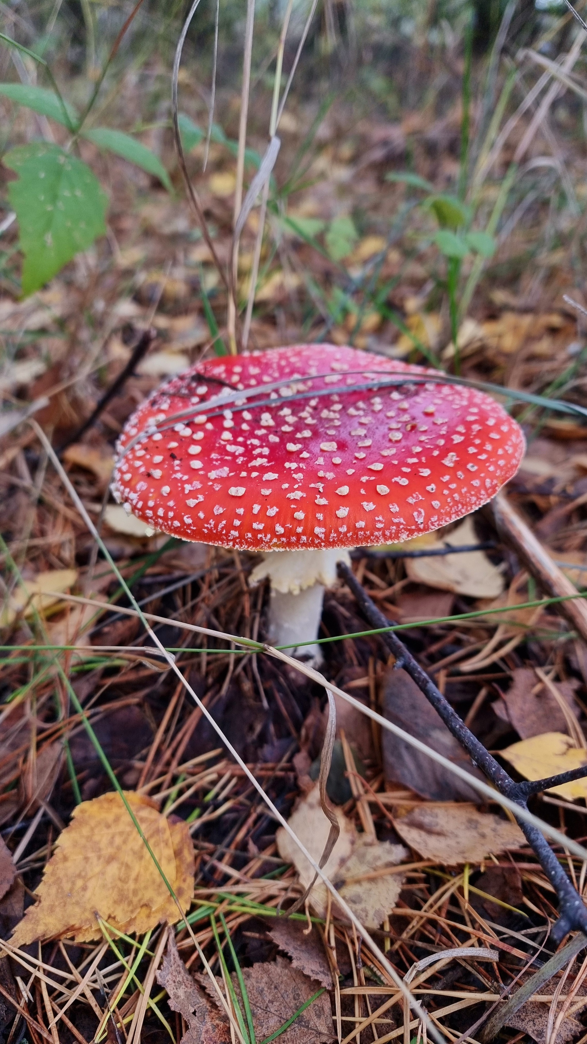 Autumn is red - My, Autumn, The photo, Mushrooms, Forest, Longpost, Leaves, Fly agaric