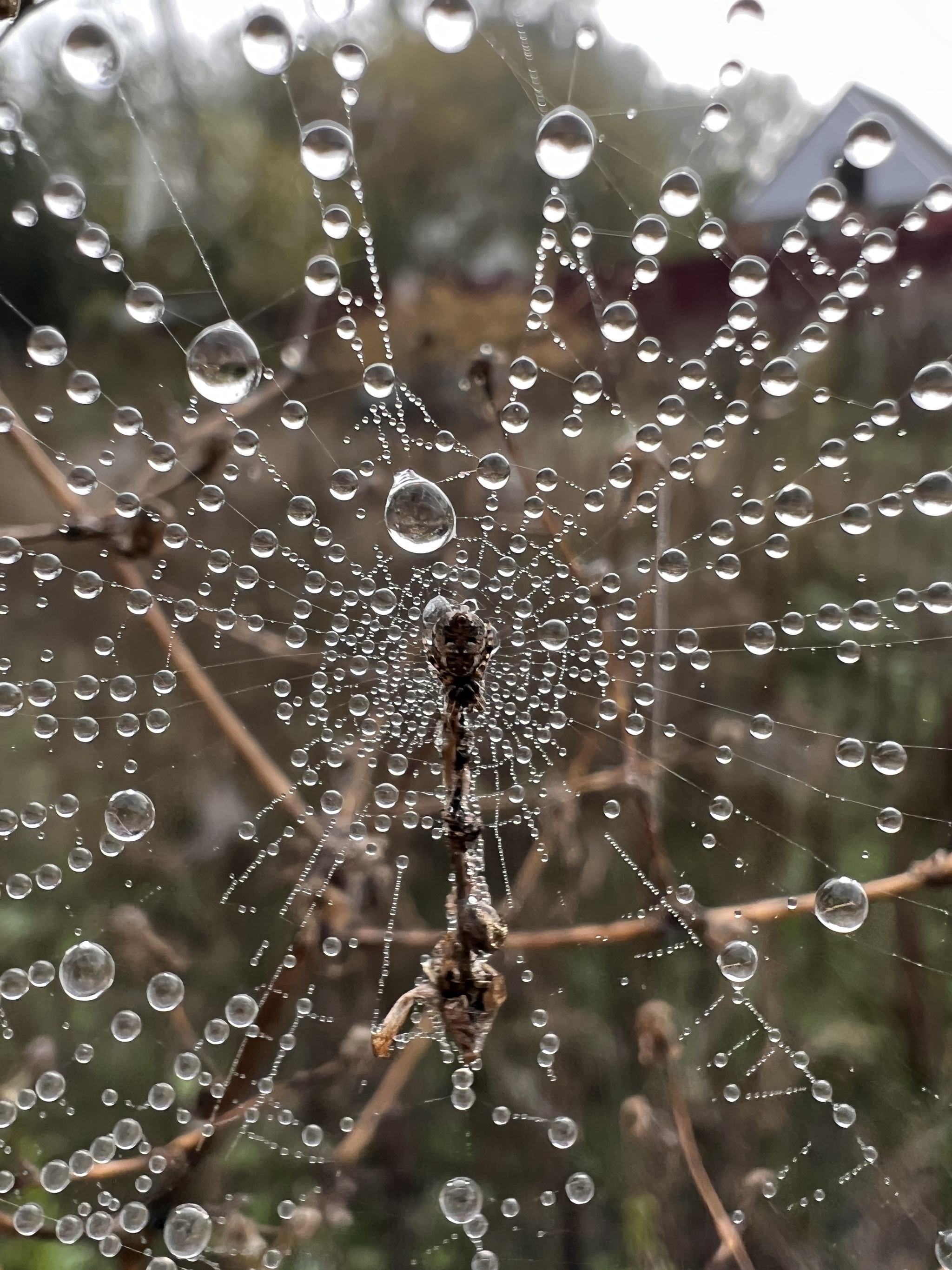 morning blues - My, Vital, Mobile photography, The photo, Morning, beauty, Drops, Longpost, Web