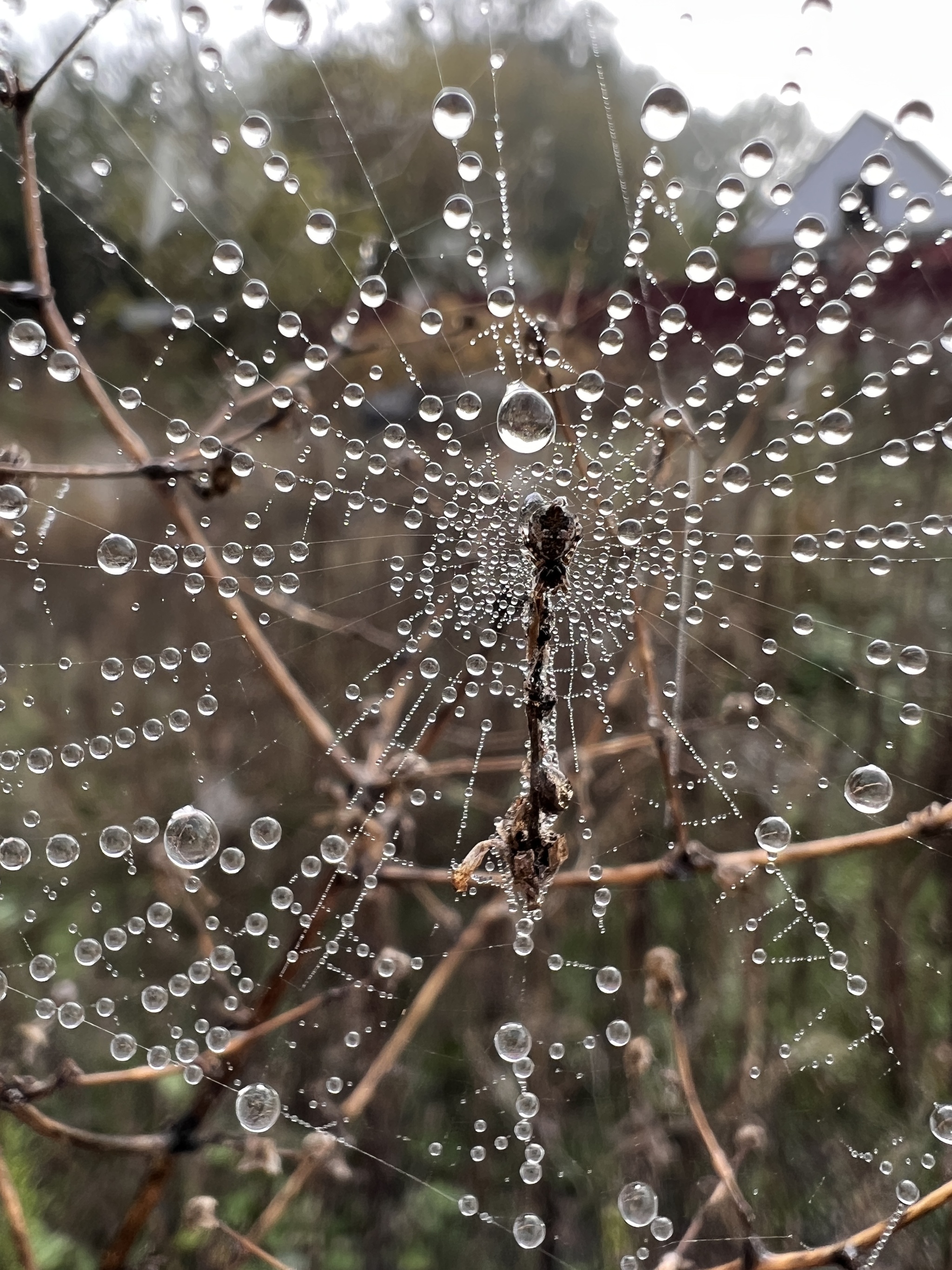 morning blues - My, Vital, Mobile photography, The photo, Morning, beauty, Drops, Longpost, Web