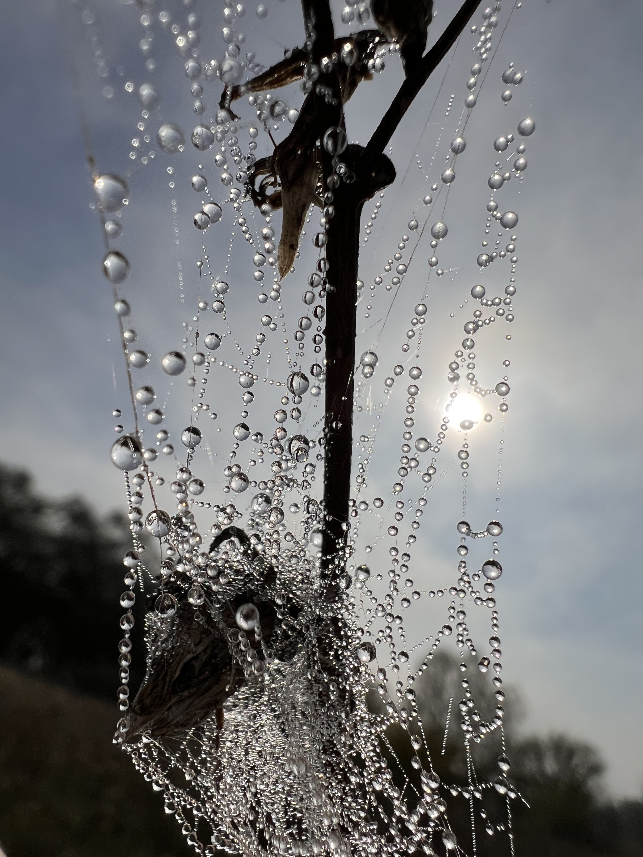 morning blues - My, Vital, Mobile photography, The photo, Morning, beauty, Drops, Longpost, Web