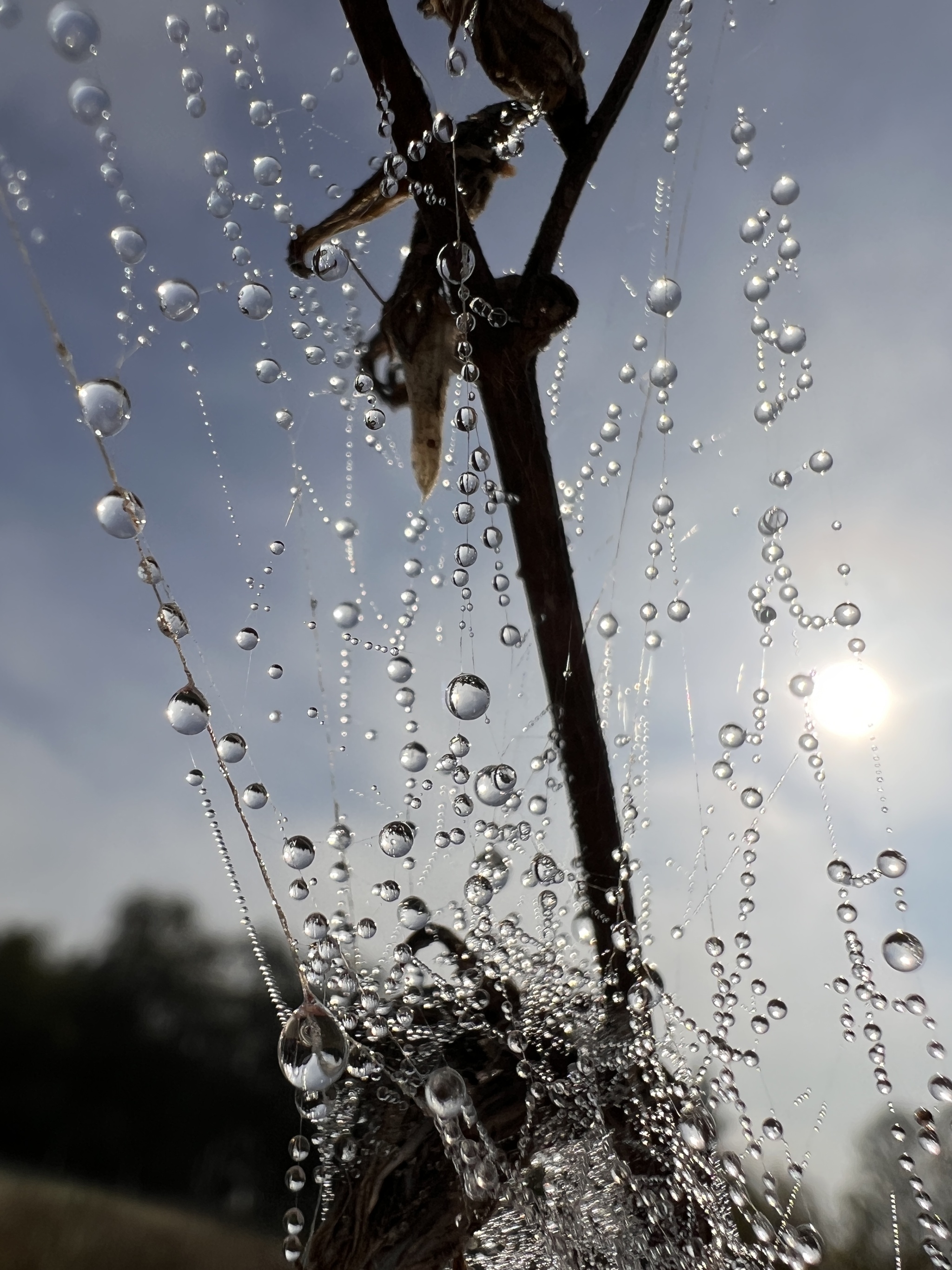 morning blues - My, Vital, Mobile photography, The photo, Morning, beauty, Drops, Longpost, Web