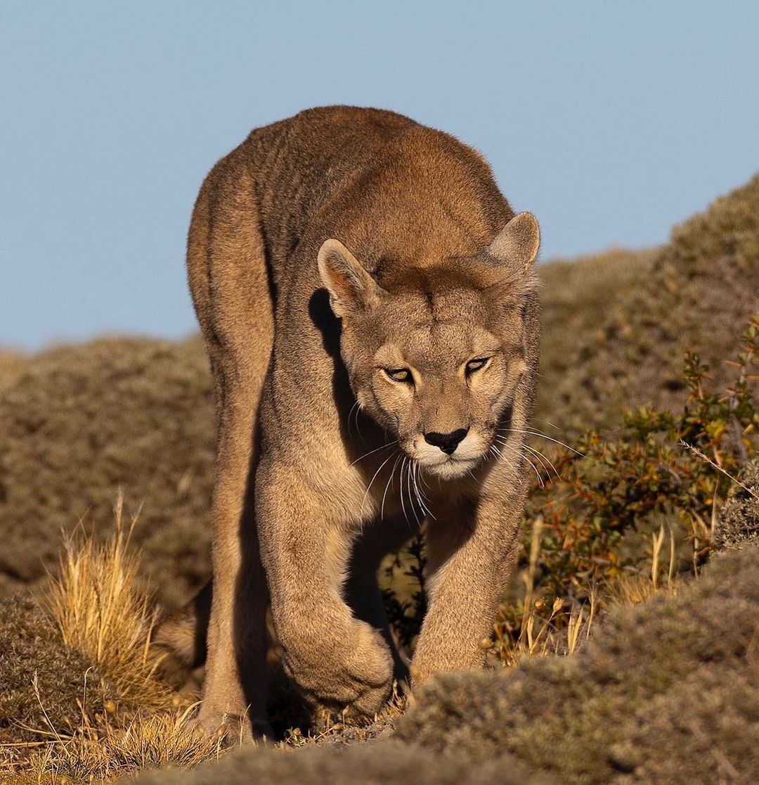 Not enough sleep - Puma, Small cats, Cat family, Predatory animals, Animals, Wild animals, wildlife, Nature, Patagonia, South America, The photo