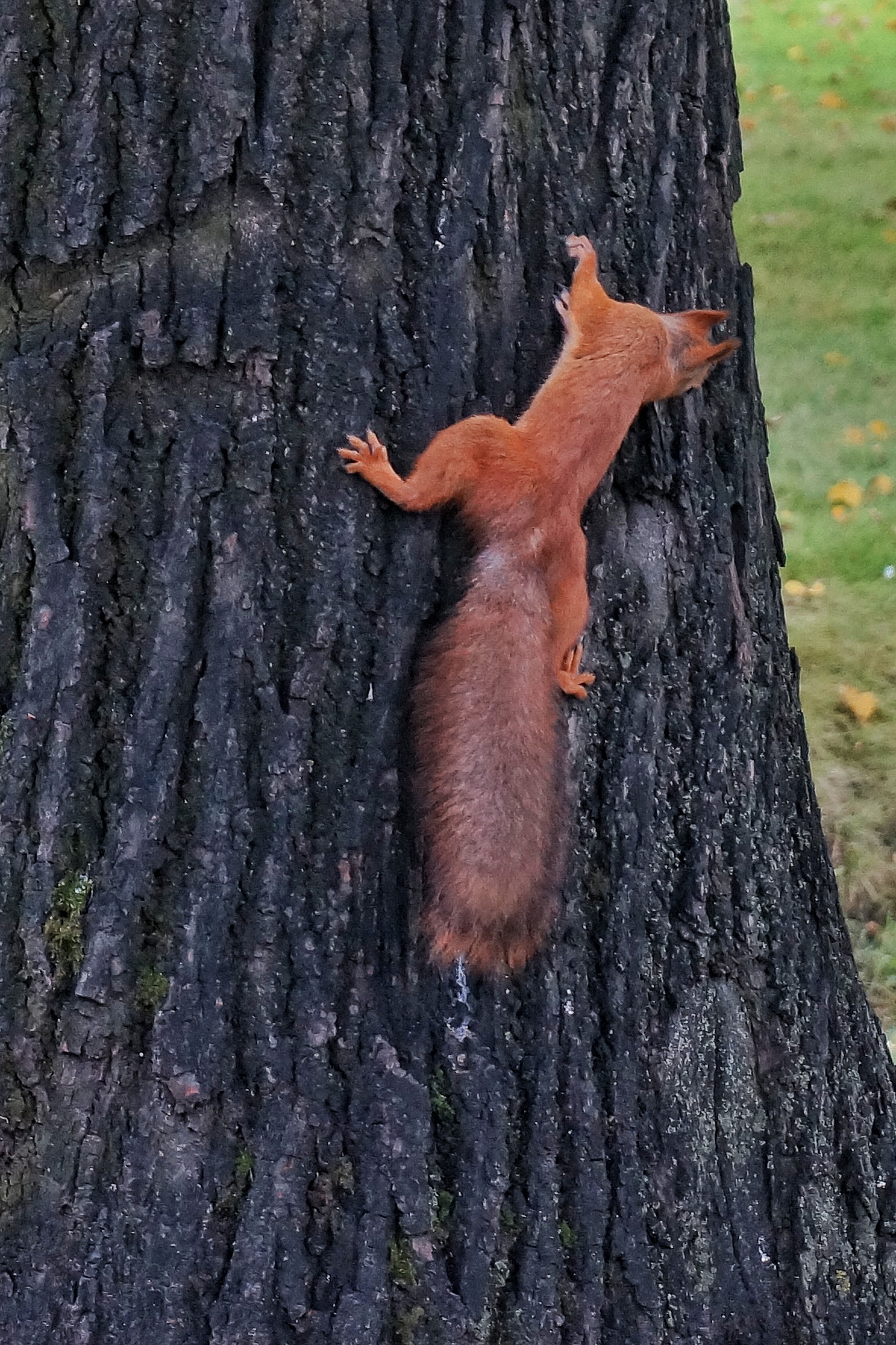 business squirrel - My, The photo, Autumn, Squirrel, The park, Longpost