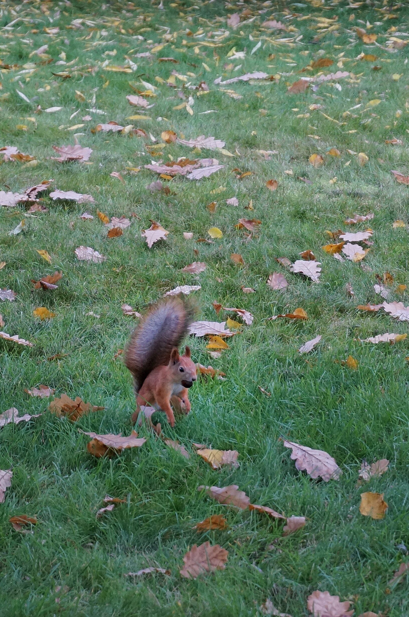 business squirrel - My, The photo, Autumn, Squirrel, The park, Longpost