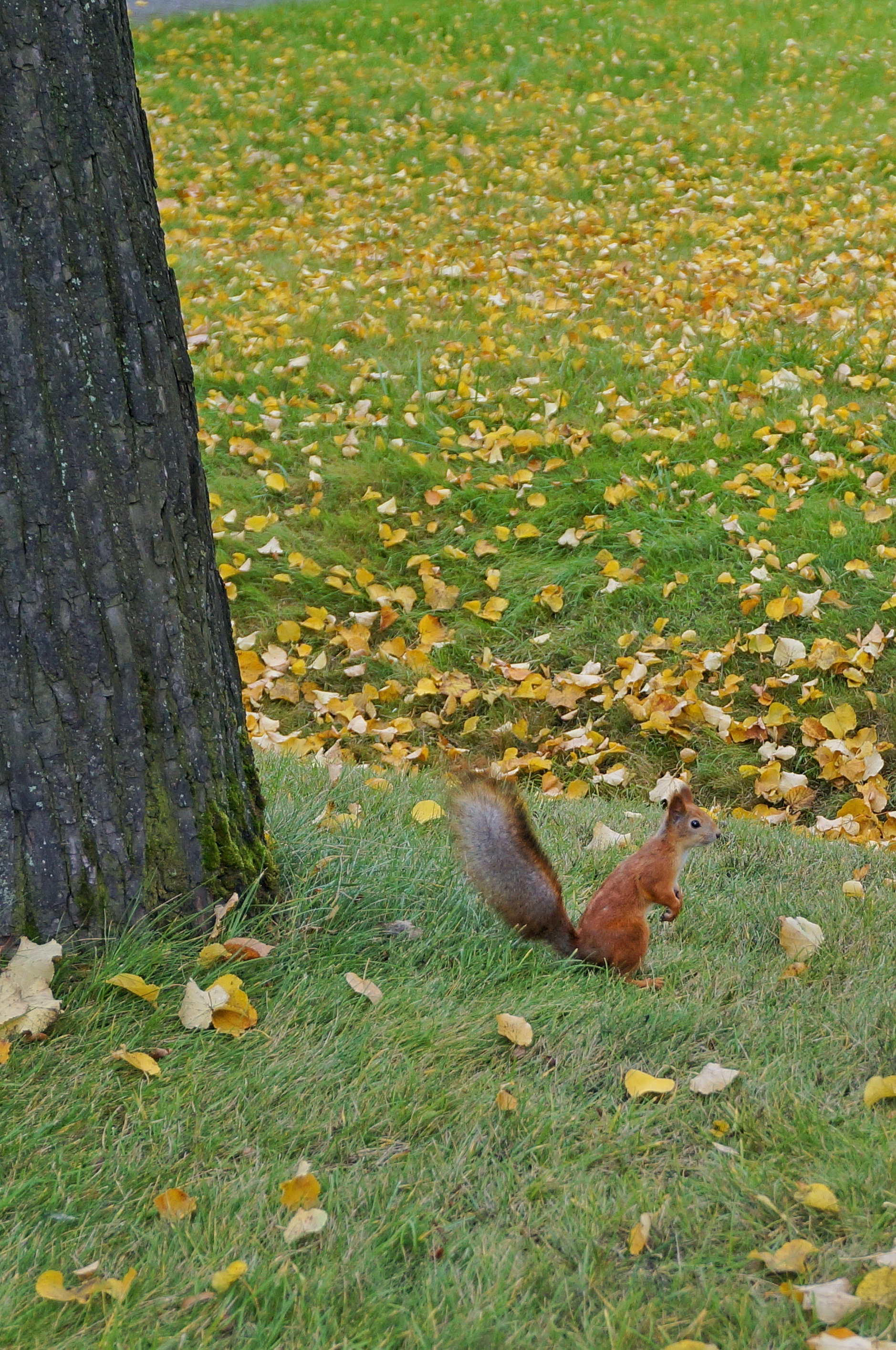 business squirrel - My, The photo, Autumn, Squirrel, The park, Longpost