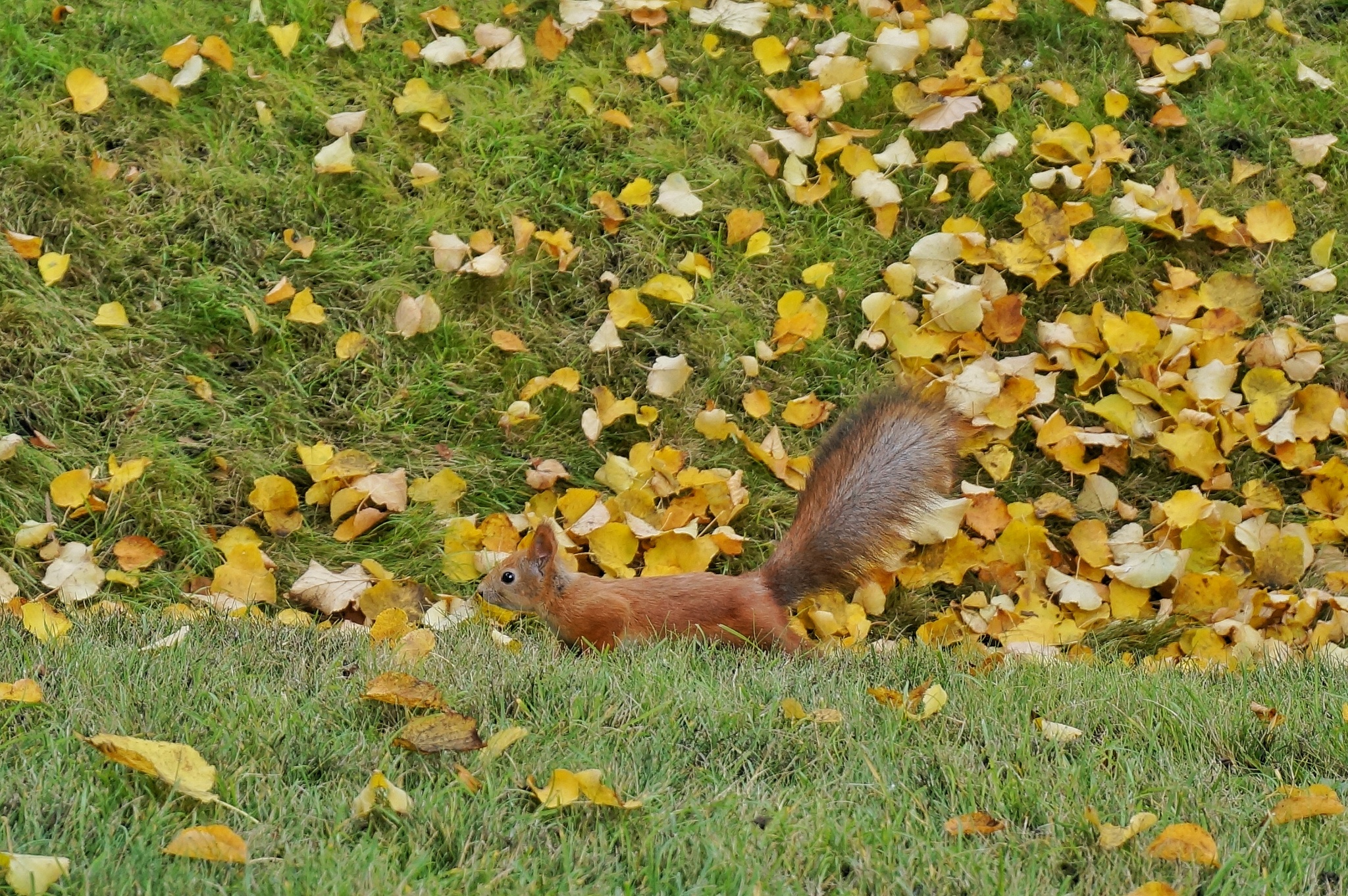 business squirrel - My, The photo, Autumn, Squirrel, The park, Longpost