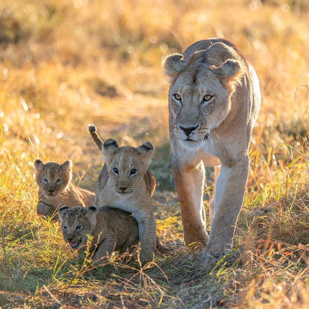 Grandma has arrived! - a lion, Rare view, Big cats, Cat family, Mammals, Animals, Wild animals, wildlife, Nature, Reserves and sanctuaries, Masai Mara, Africa, The photo, Lion cubs, Lioness, Longpost, Milota, Predatory animals