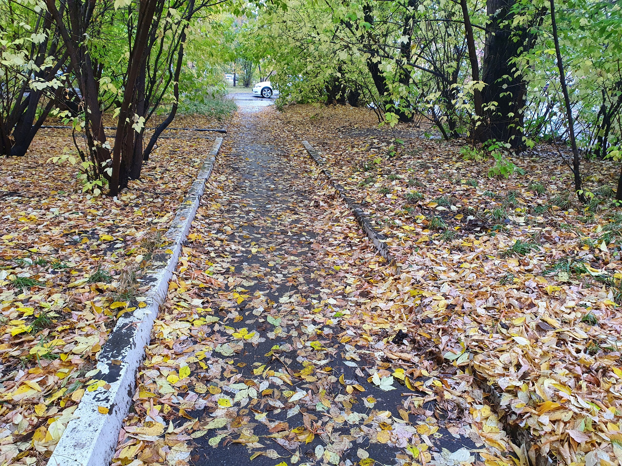 Autumn in Irkutsk - My, Autumn, The photo, Mobile photography, Irkutsk