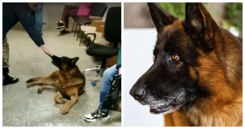 In the military registration and enlistment office of Podolsk, the dog lost its owner, who left on mobilization - Dog, German Shepherd, Military enlistment office, Mobilization, Moscow region, Hachiko, Video, Vertical video, Longpost