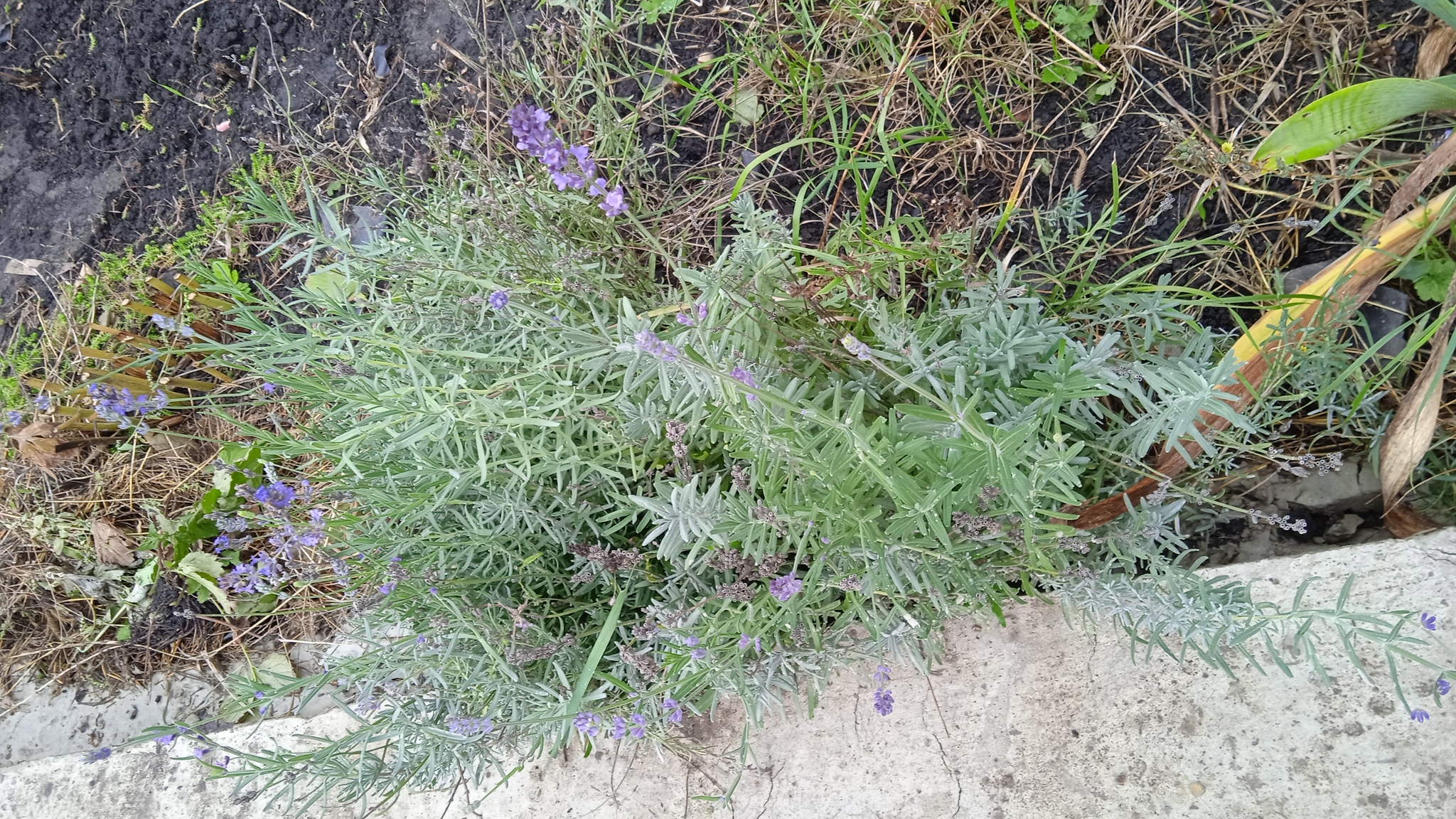 Everything will bloom. - My, Flowers, perennial, Dacha, Peace, Longpost