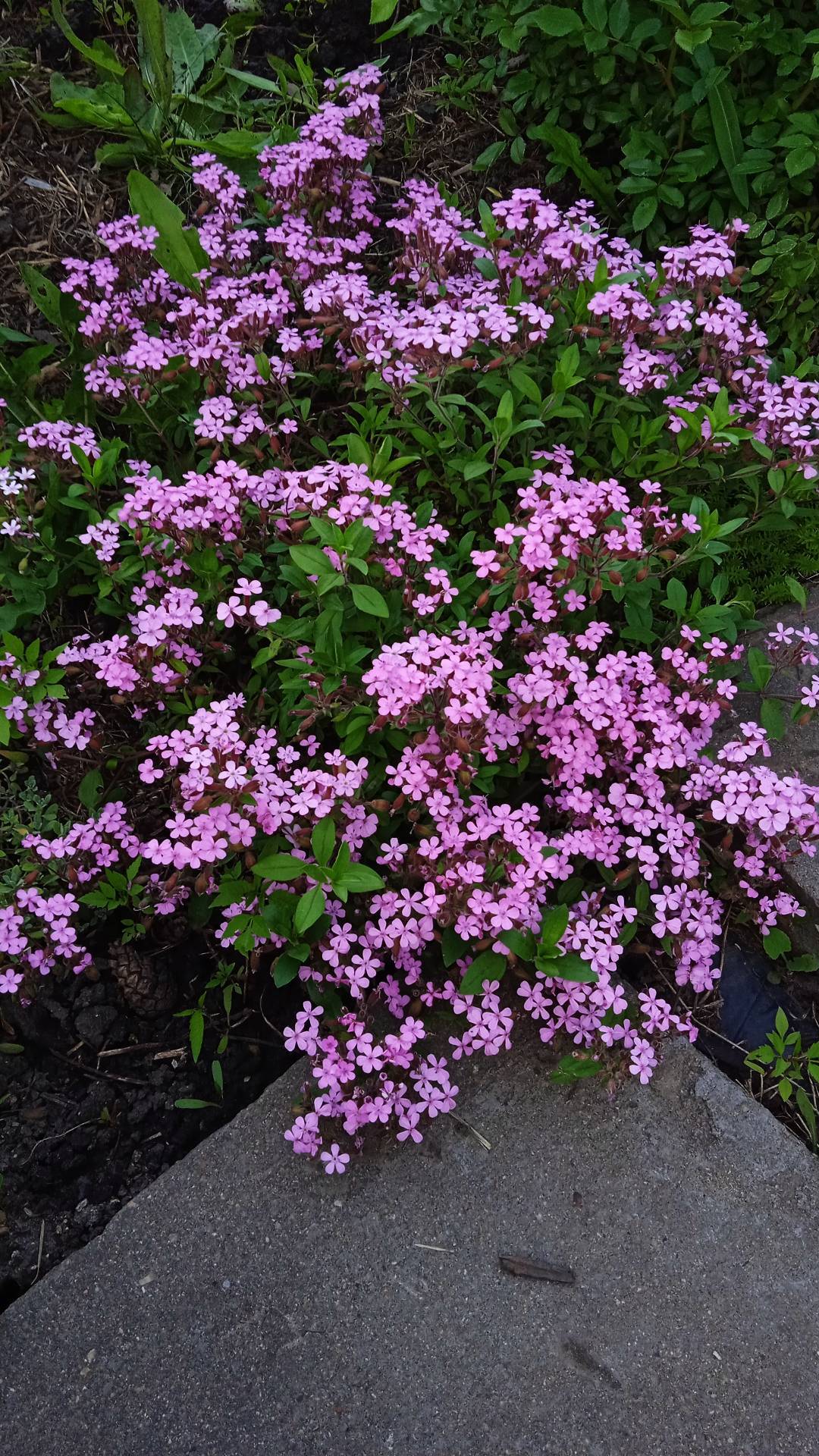 Everything will bloom. - My, Flowers, perennial, Dacha, Peace, Longpost