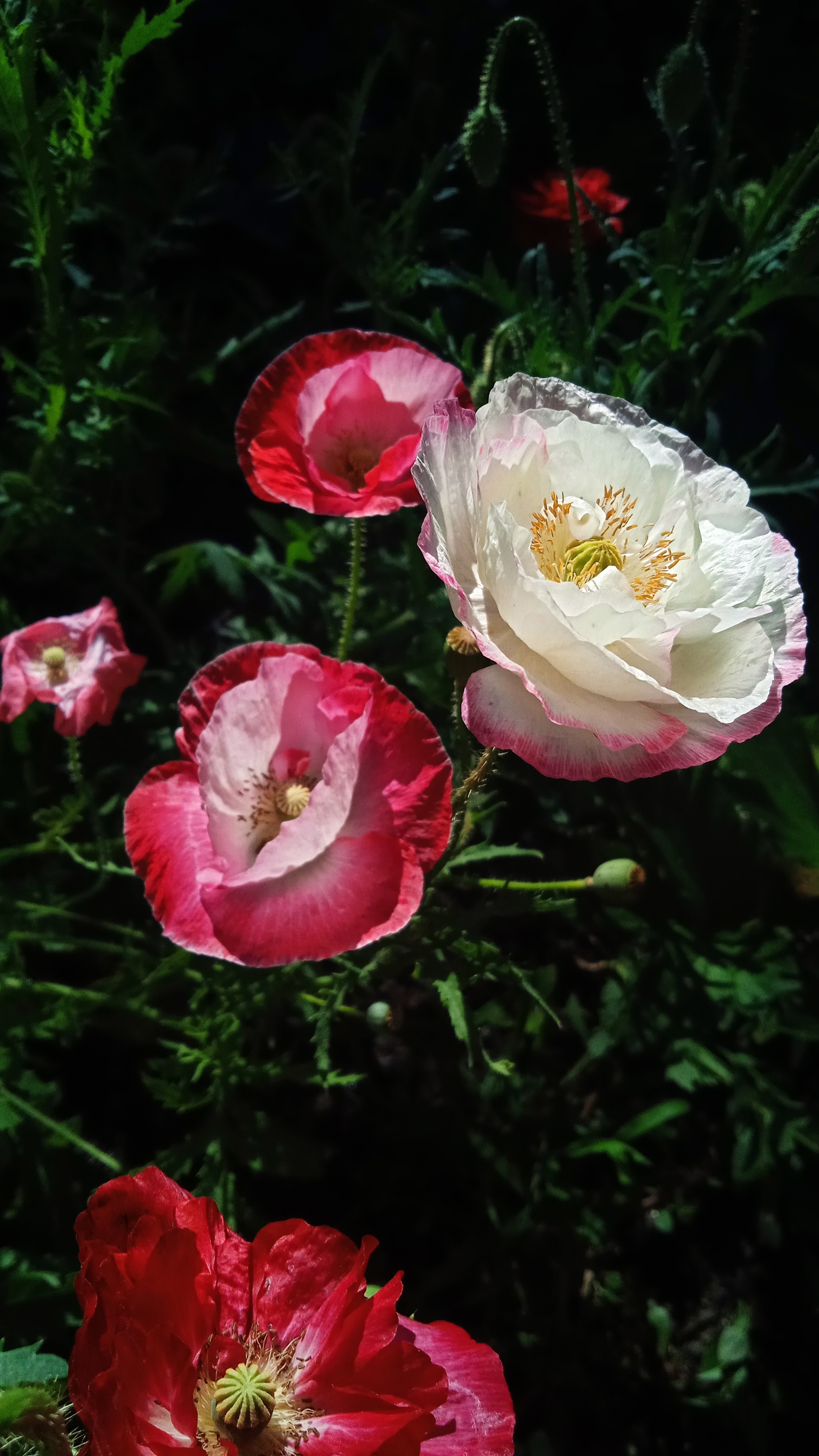 Everything will bloom. - My, Flowers, perennial, Dacha, Peace, Longpost