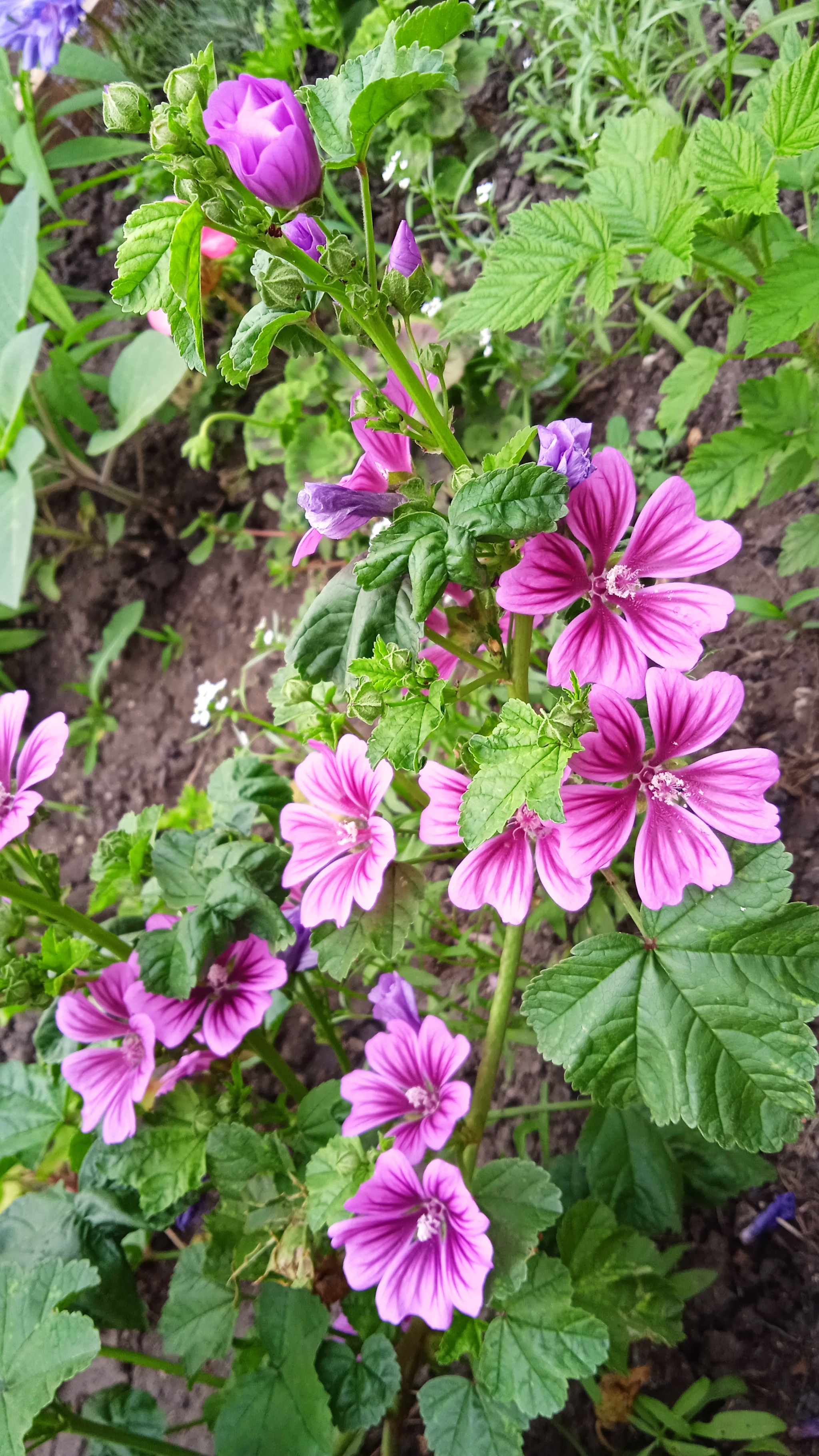 Everything will bloom. - My, Flowers, perennial, Dacha, Peace, Longpost