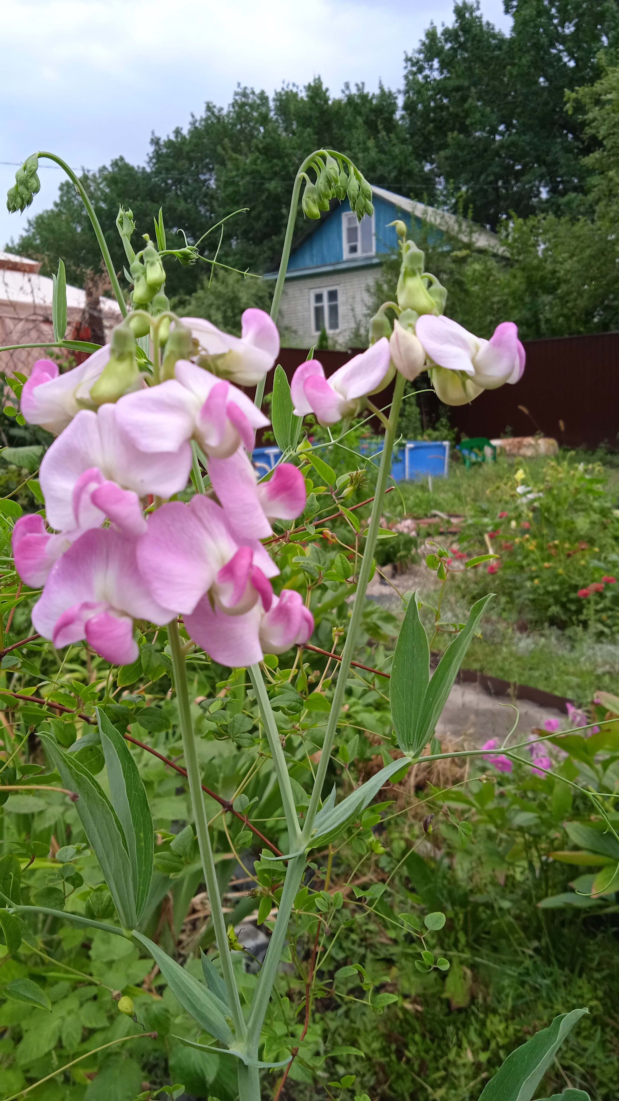 Everything will bloom. - My, Flowers, perennial, Dacha, Peace, Longpost