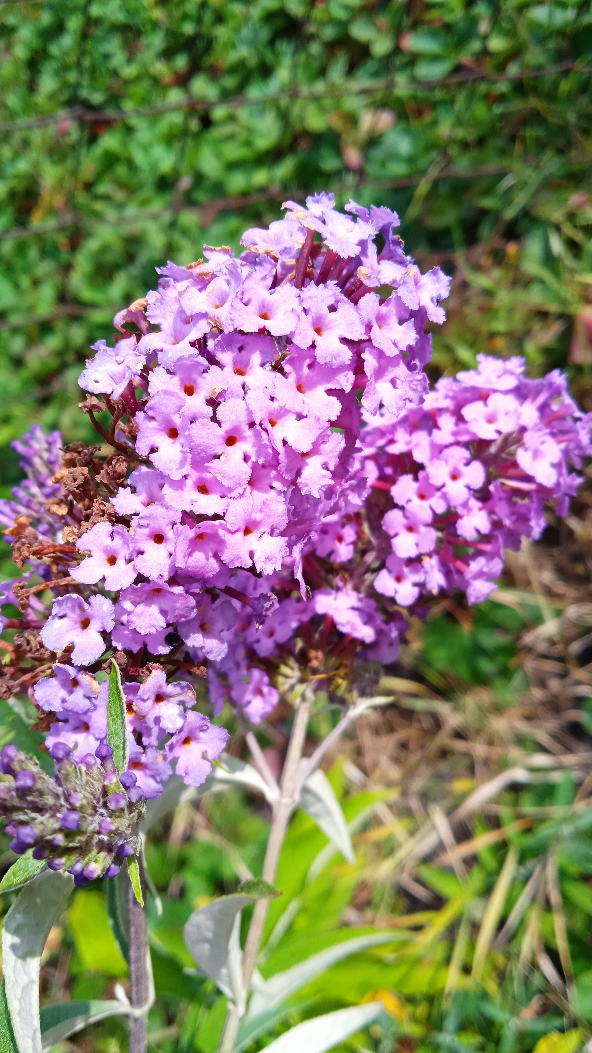 Everything will bloom. - My, Flowers, perennial, Dacha, Peace, Longpost