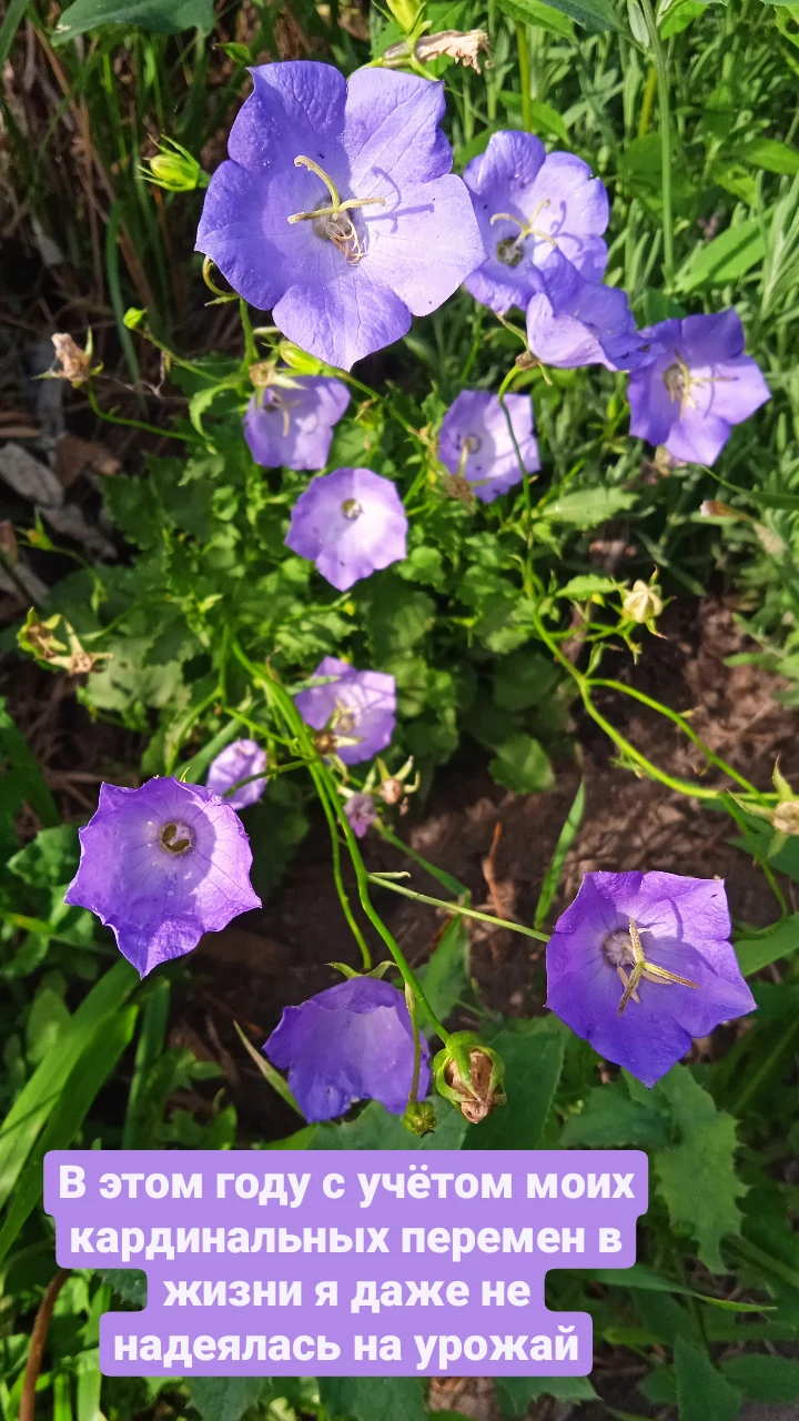 Everything will bloom. - My, Flowers, perennial, Dacha, Peace, Longpost