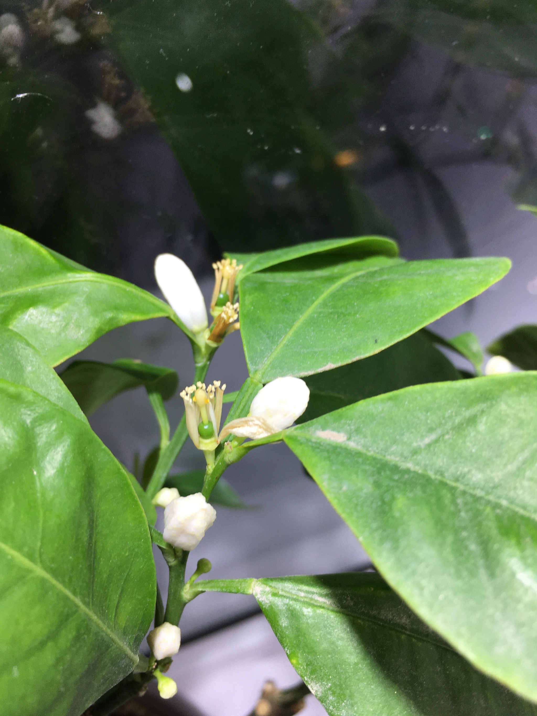 Ovary and fruiting of citrus - Panderosa, Lemon, Lemon tree, Citrus, Bloom