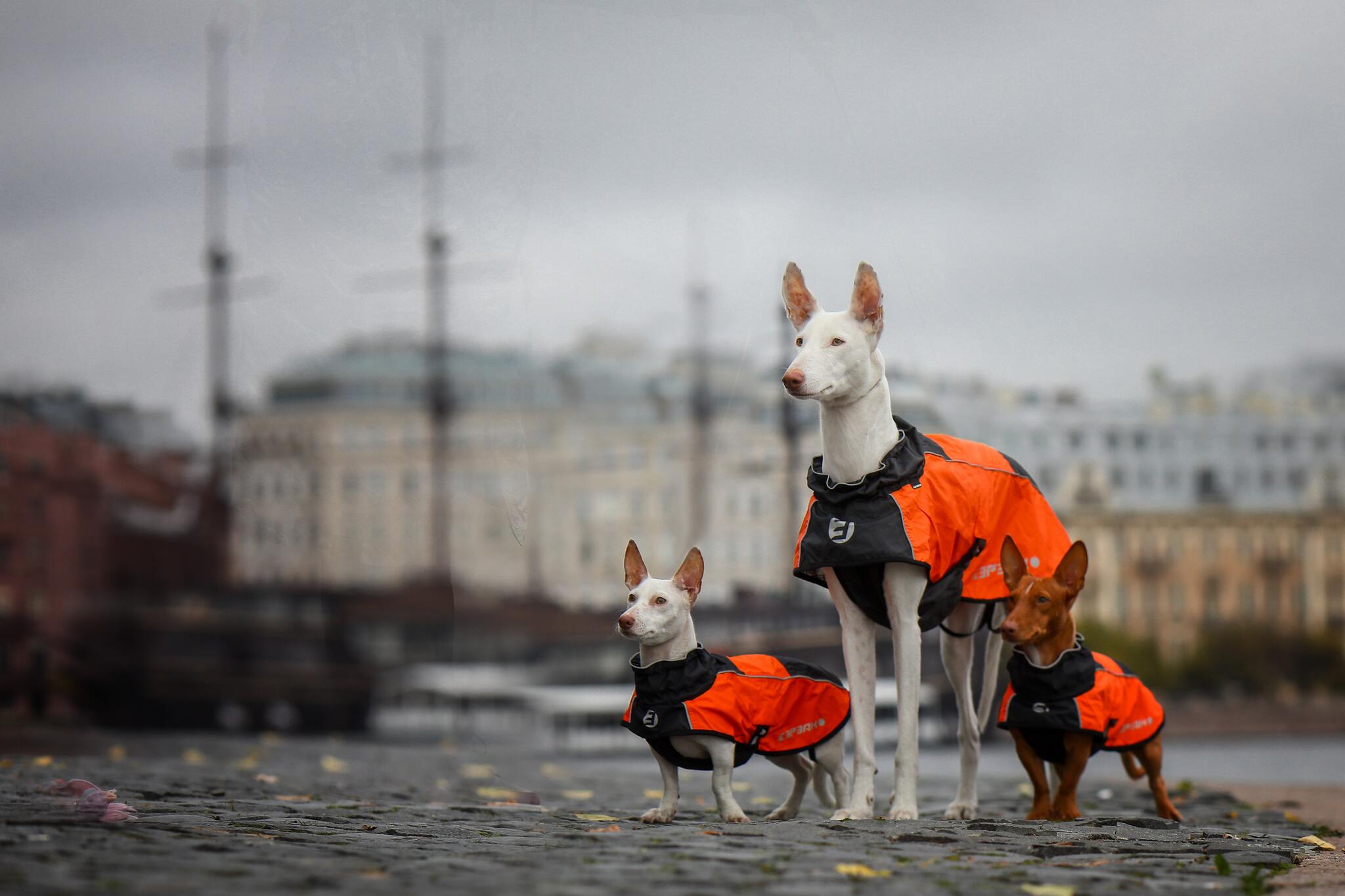 Команда к холодам готова - Моё, Собака, Podenco, Осень, Одежда для животных