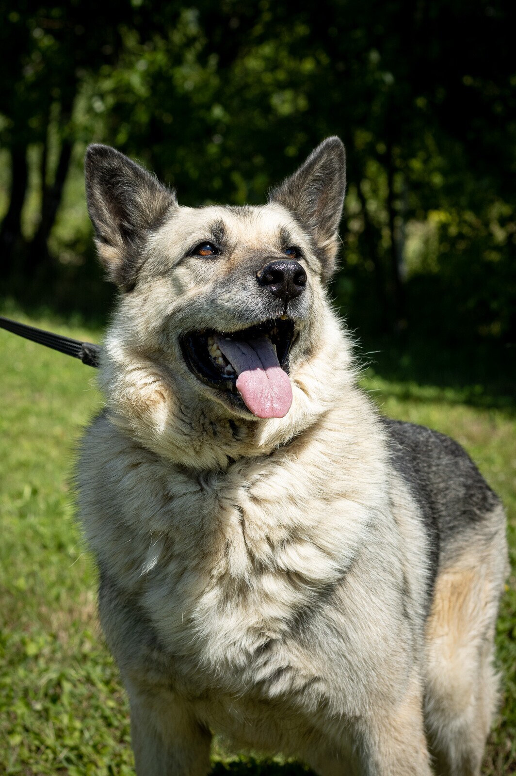 Graham. - My, Dog, Shelter, Animal shelter, The rescue, Help, In good hands, No rating, Moscow, Moscow region, Dog days, German Shepherd, Sheepdog, Longpost