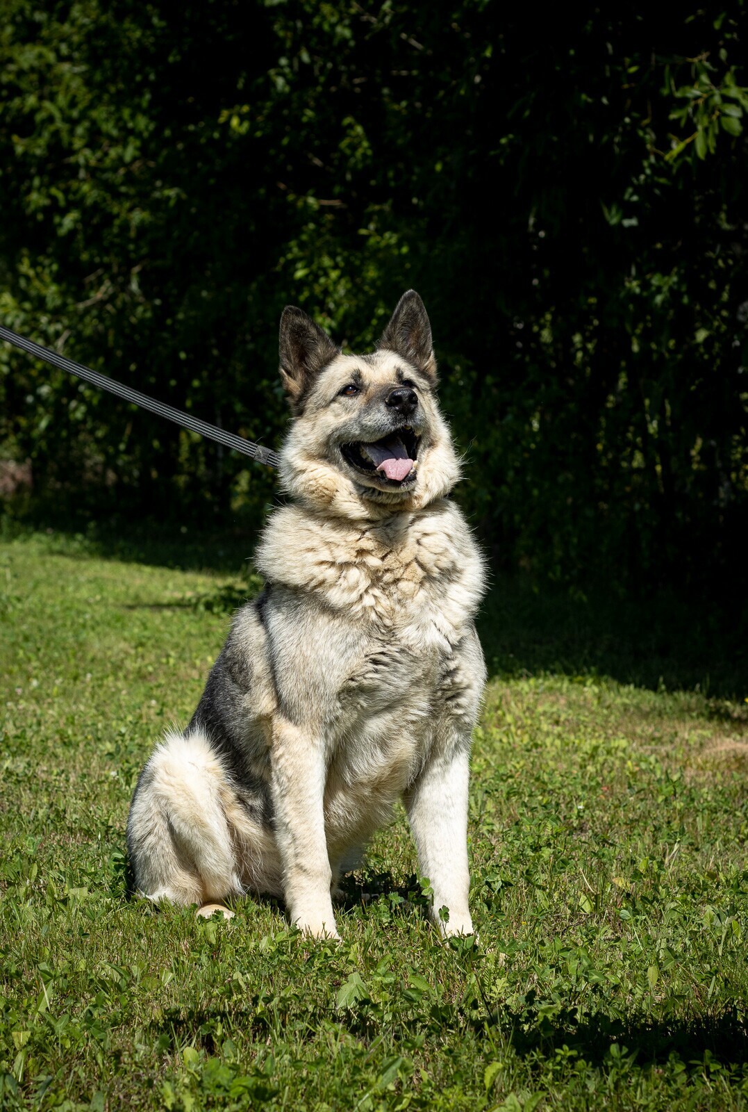 Graham. - My, Dog, Shelter, Animal shelter, The rescue, Help, In good hands, No rating, Moscow, Moscow region, Dog days, German Shepherd, Sheepdog, Longpost