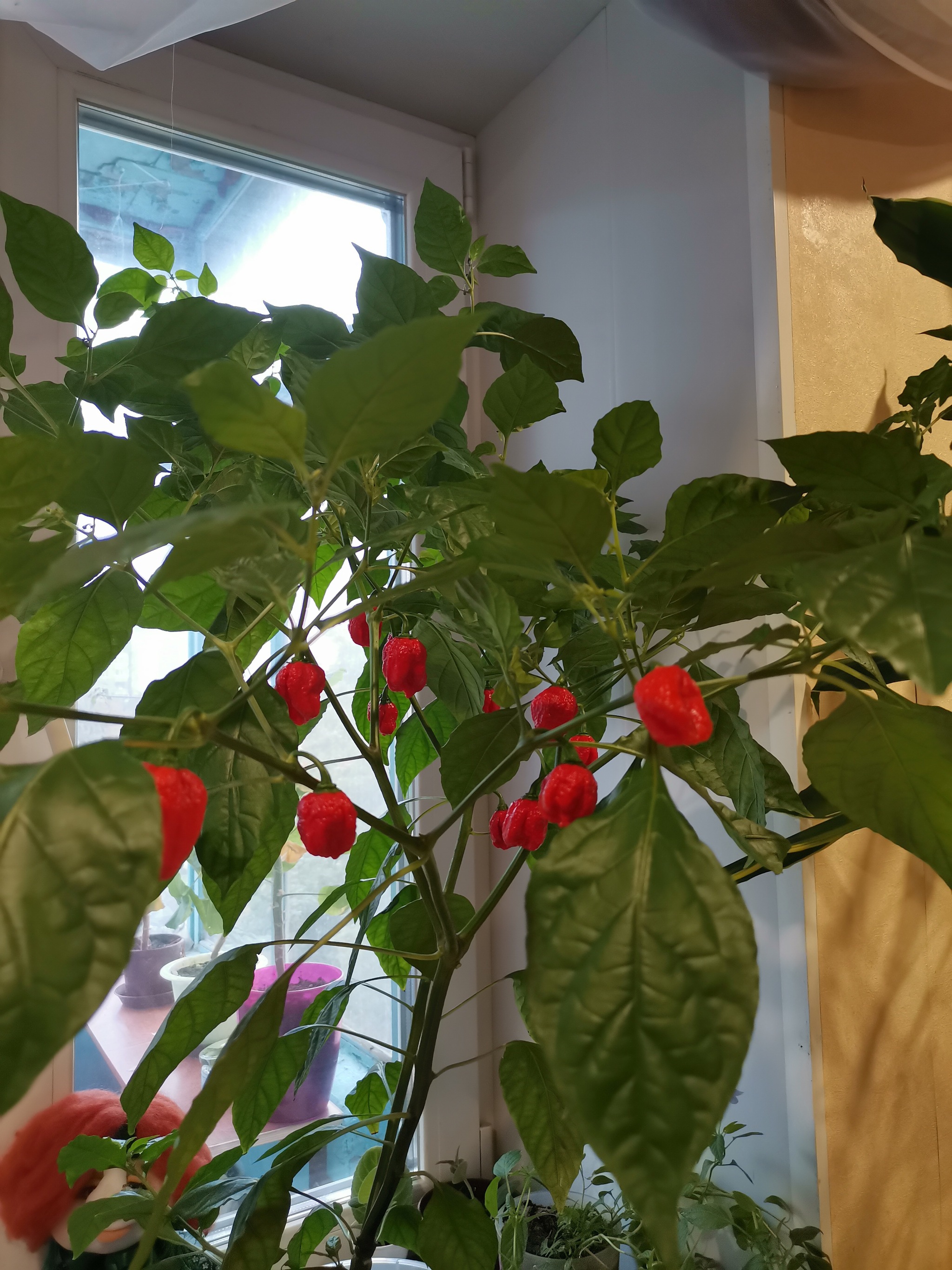 Help identify! - Hot peppers, Vegetable garden on the windowsill, Houseplants, Longpost