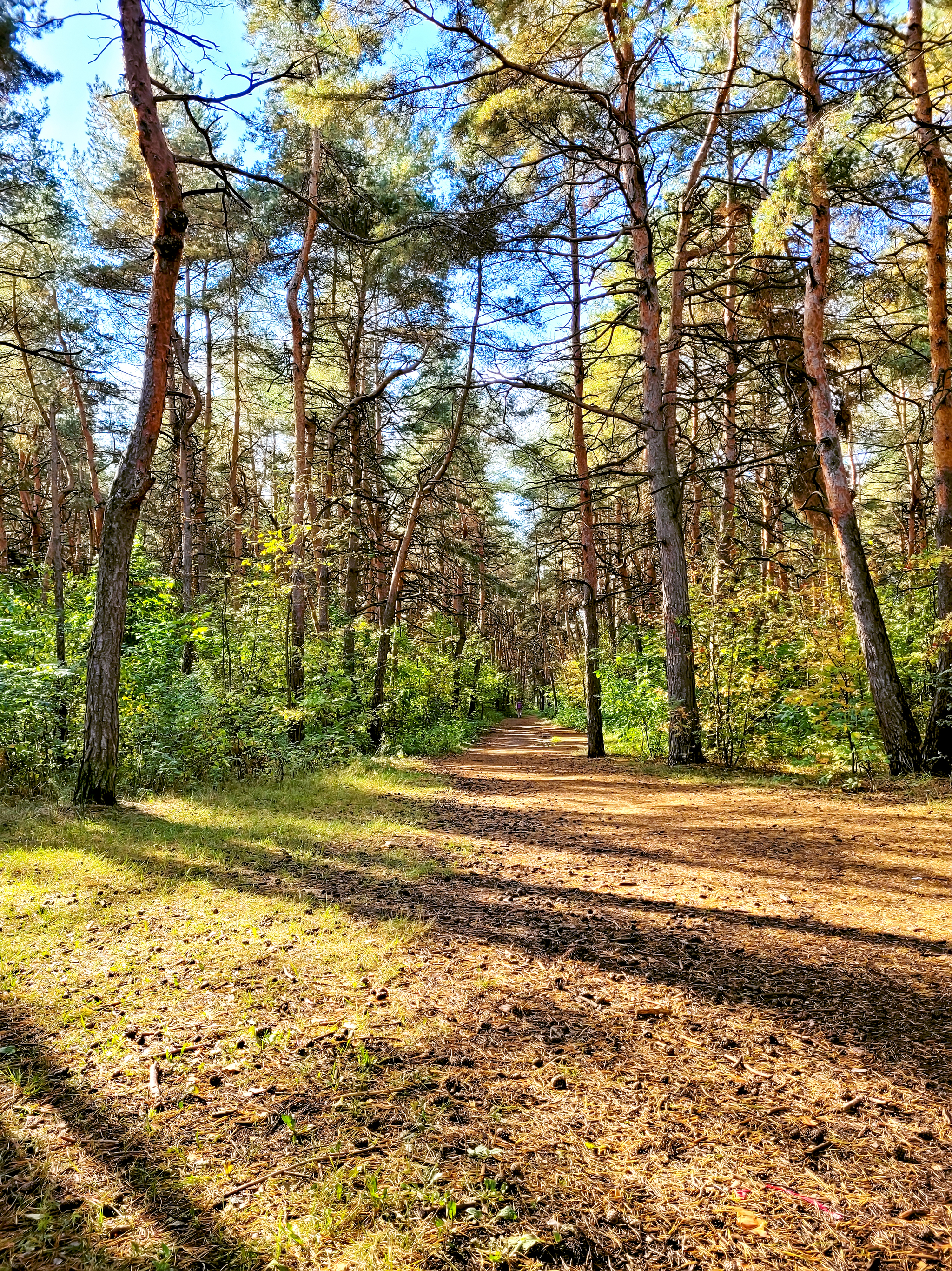 Autumn Sormovsky Park - My, Nizhny Novgorod, Sormovsky Park, Walk, Forest, Longpost