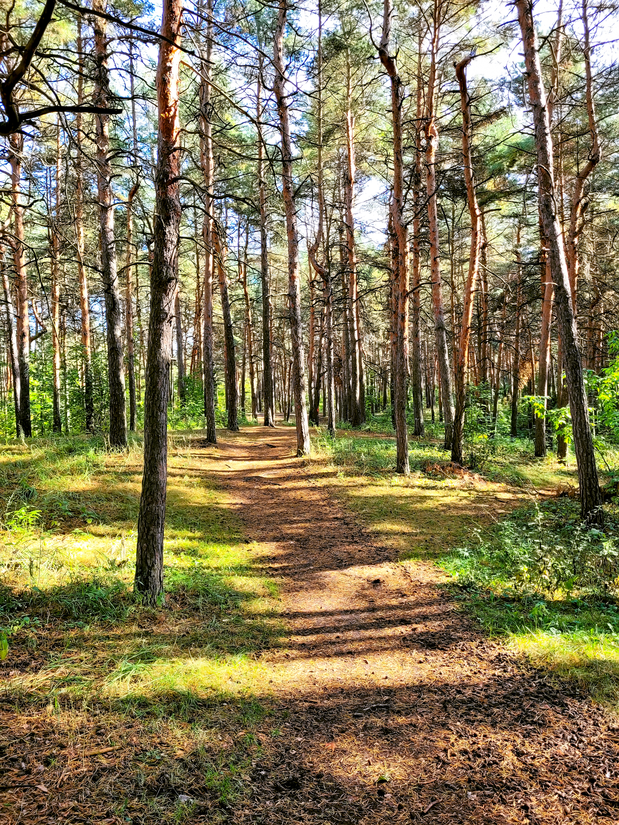 Осенний Сормовский парк - Моё, Нижний Новгород, Сормовский парк, Прогулка, Лес, Длиннопост