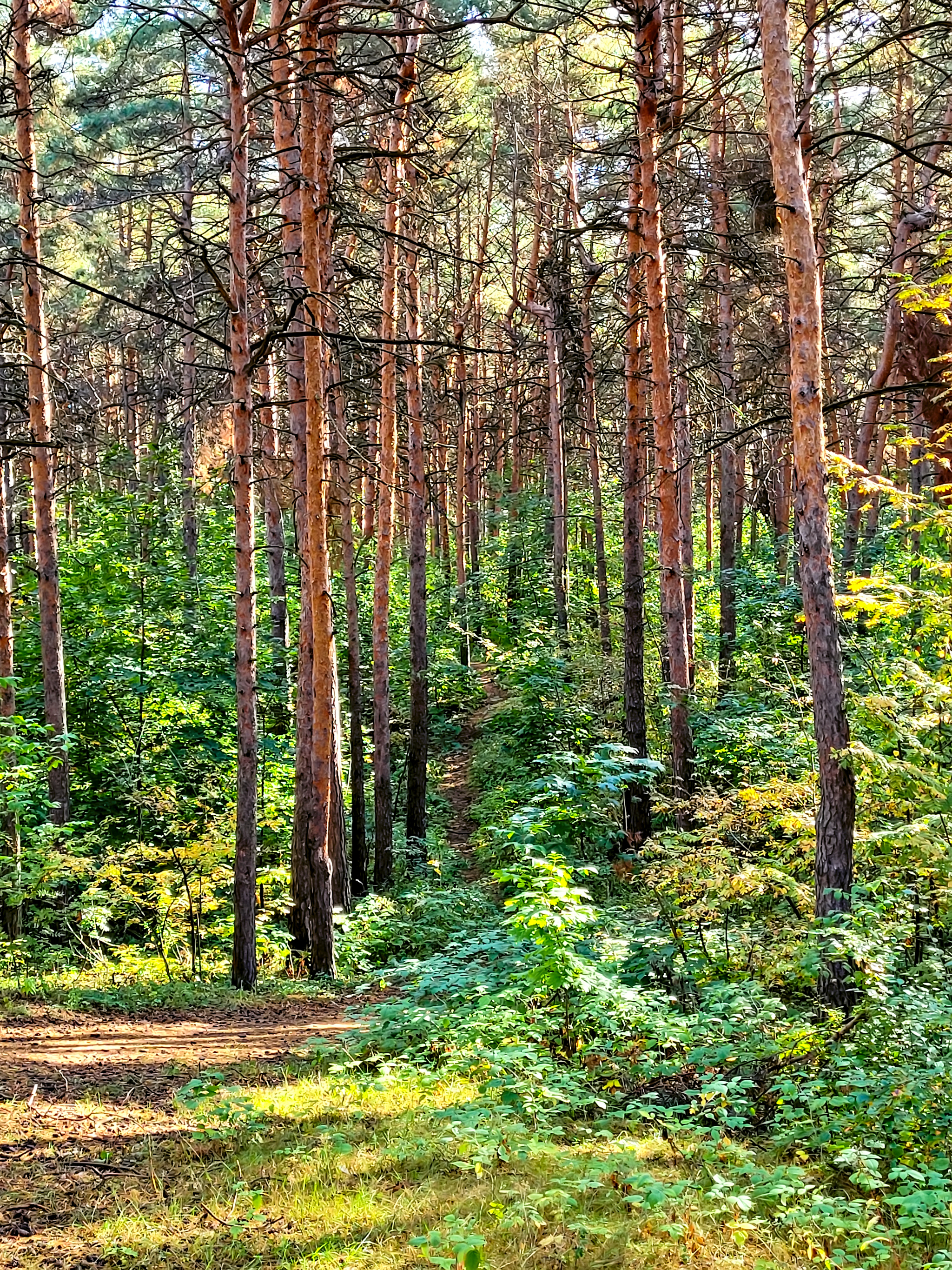 Autumn Sormovsky Park - My, Nizhny Novgorod, Sormovsky Park, Walk, Forest, Longpost