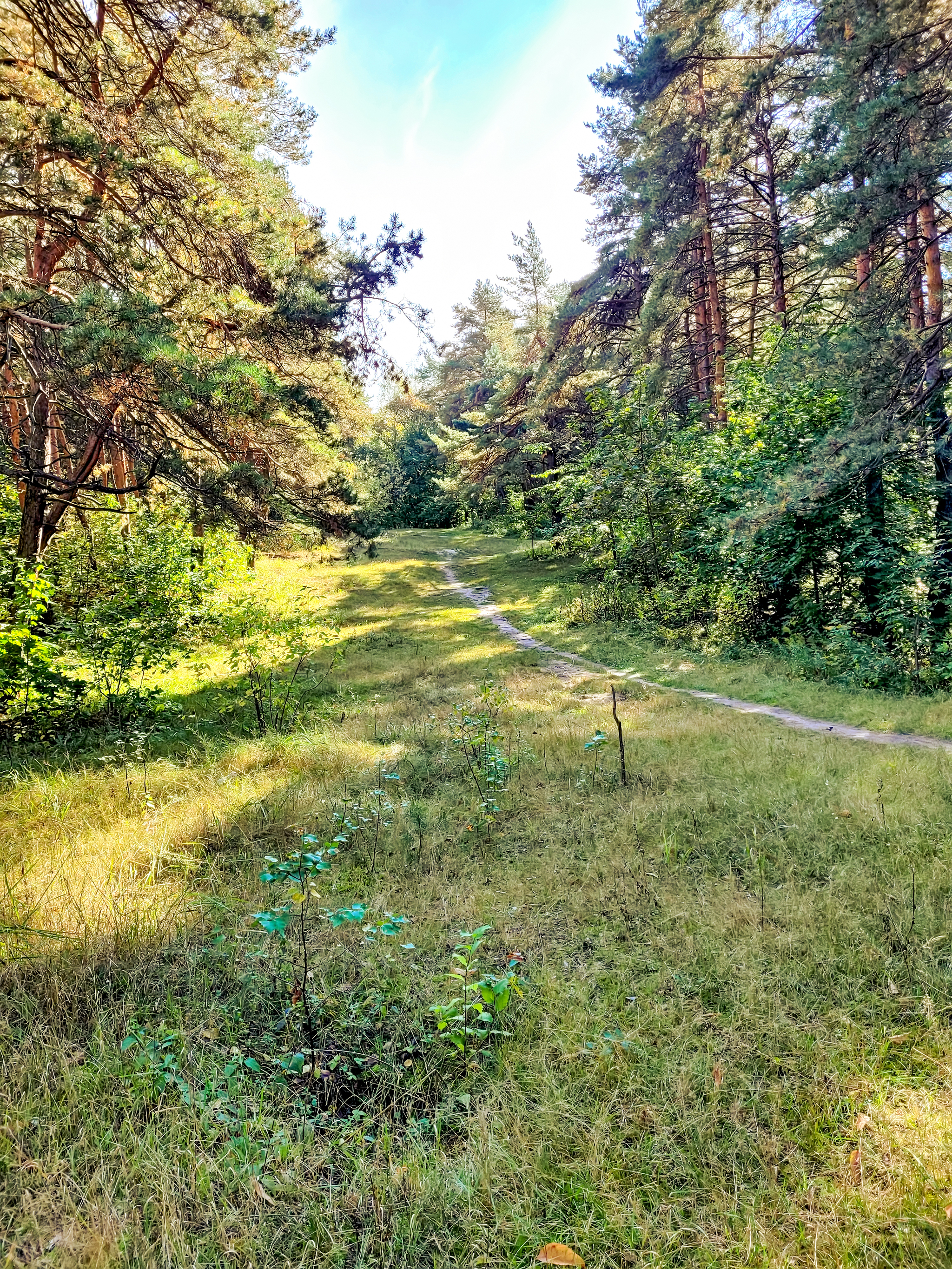 Осенний Сормовский парк - Моё, Нижний Новгород, Сормовский парк, Прогулка, Лес, Длиннопост