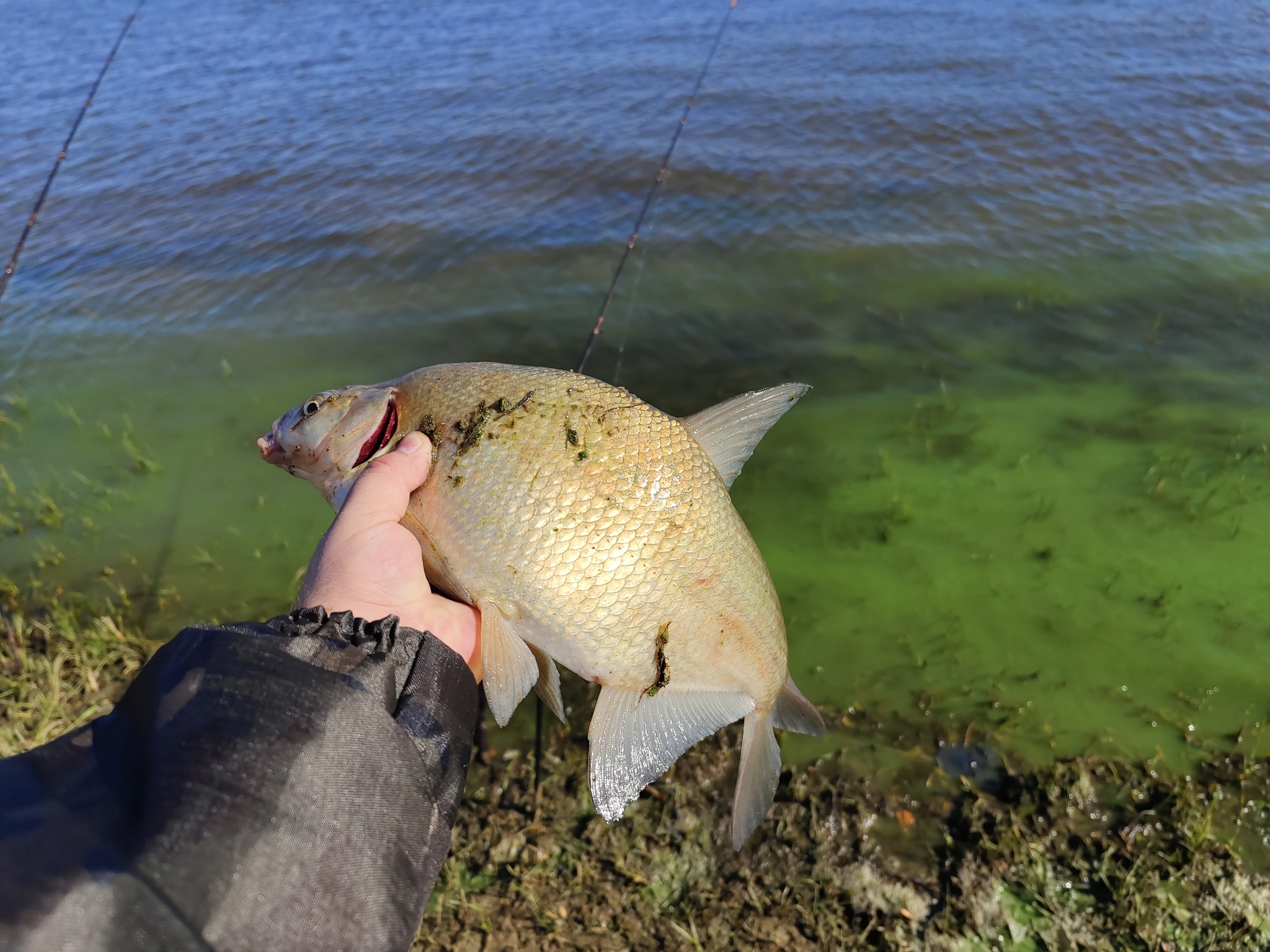 Caught fish in Selitrennoe - My, Mobile photography, Nature, Beginning photographer, Sunrise, Fishing, Travels, Travel across Russia, Longpost, A fish, Fish perch, Bream, Perch